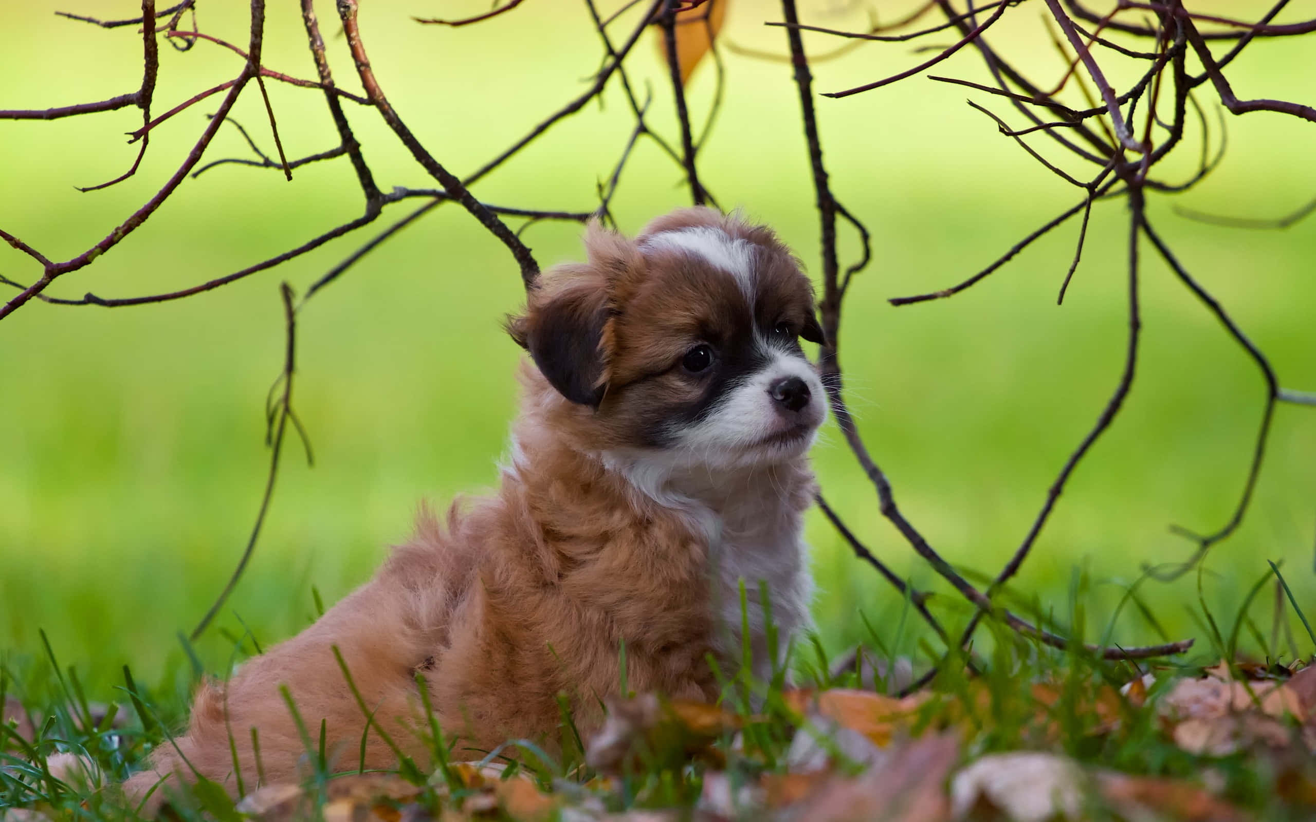 cute dogs 桌布 壁紙 — 一隻毛茸茸的棕白色小狗警覺地坐在草地上，下方是帶有秋葉的裸露樹枝。