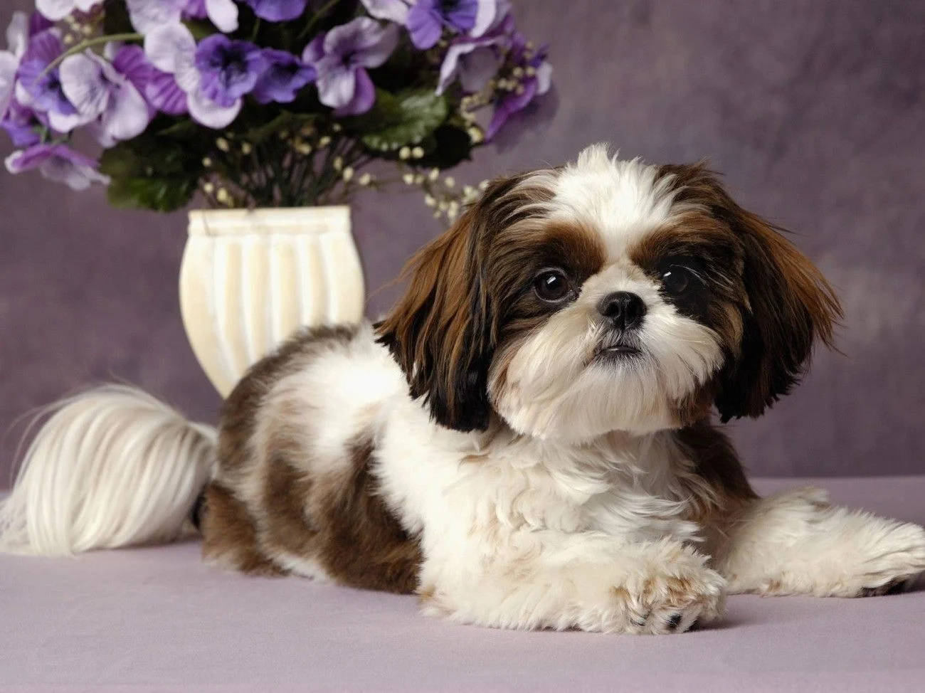 shih tzu 桌布 壁紙 — 一隻毛茸茸的棕白色西施犬平靜地躺在一個紫色花瓶旁邊，背景是柔和的薰衣草色。