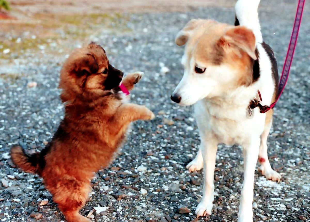 Puppies 桌布 壁紙 — 一隻毛茸茸的棕色小狗用後腿站立，在碎石路上頑皮地用爪子抓著一隻繫著狗繩的較大白色和棕褐色狗。