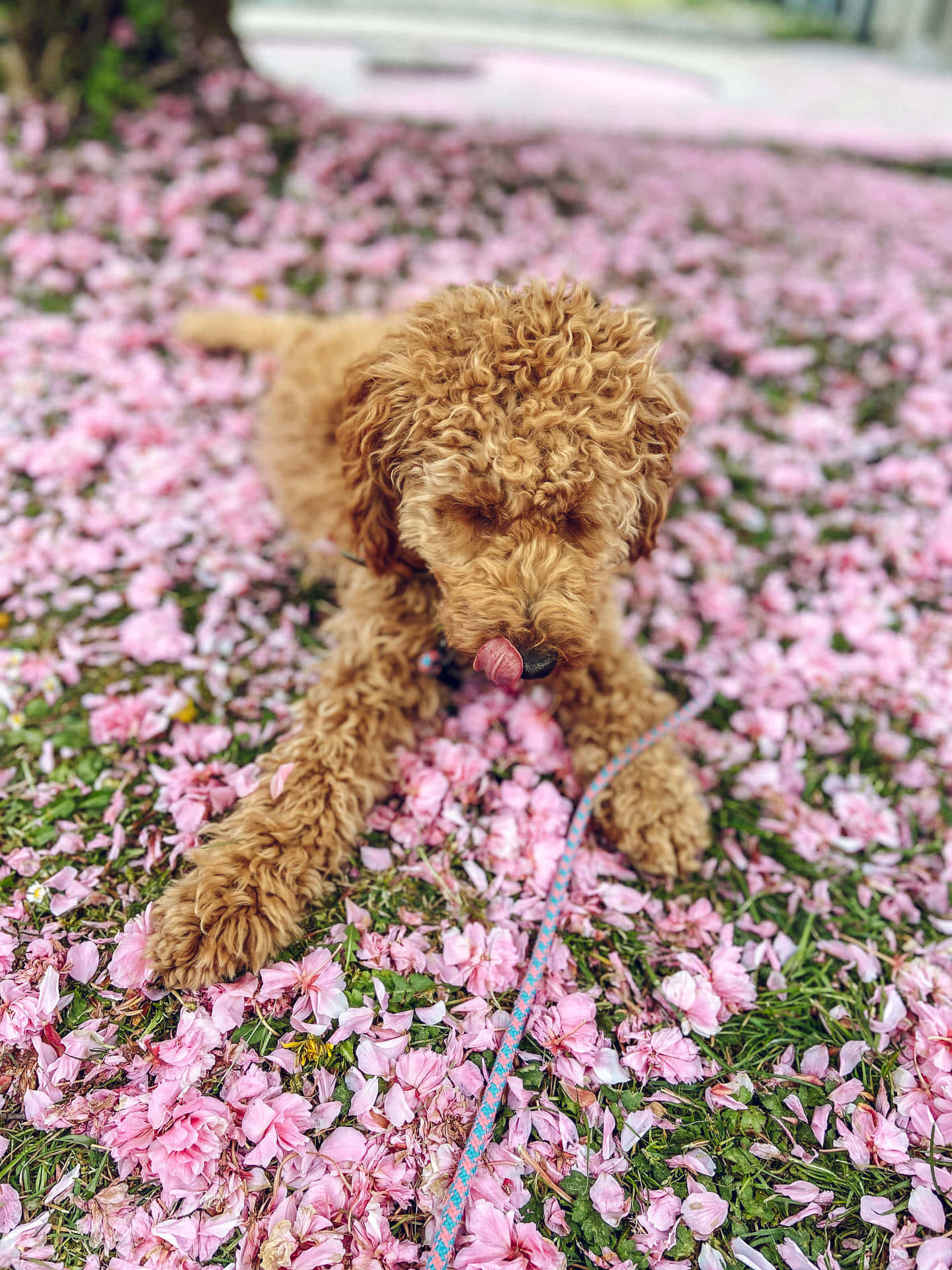 Poodle 桌布 壁紙 — 一隻毛茸茸的棕色小狗躺在鋪滿粉紅色櫻花嘅草地上舔緊自己嘅鼻。