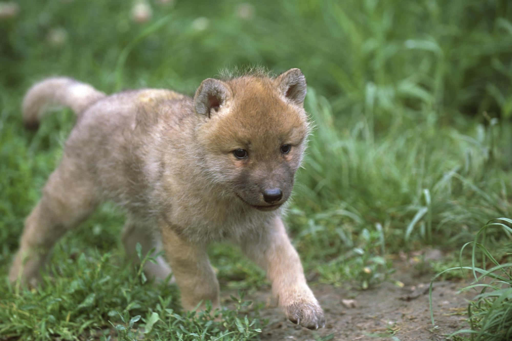 Cute Wolf 桌布 壁紙 — 一隻毛茸茸的棕色小狼崽好奇地走過一條泥土小徑上充滿活力的綠草。