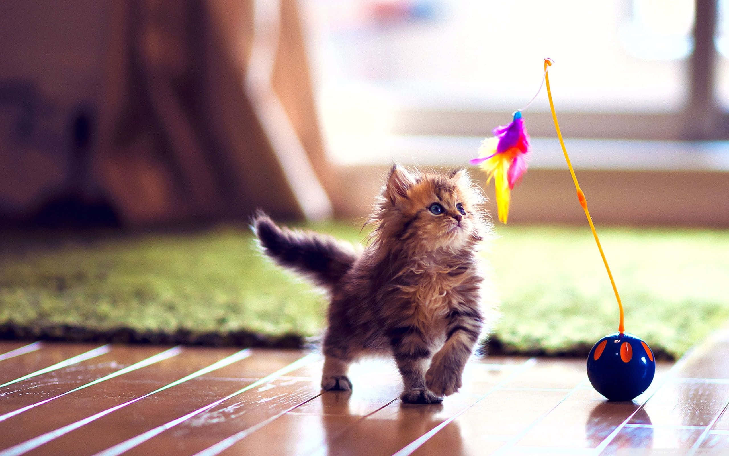 Cute HD 桌布 壁紙 — 一隻毛茸茸的棕色小貓在木地板上靠近綠色地毯的地方撲向一個色彩繽紛的羽毛玩具。