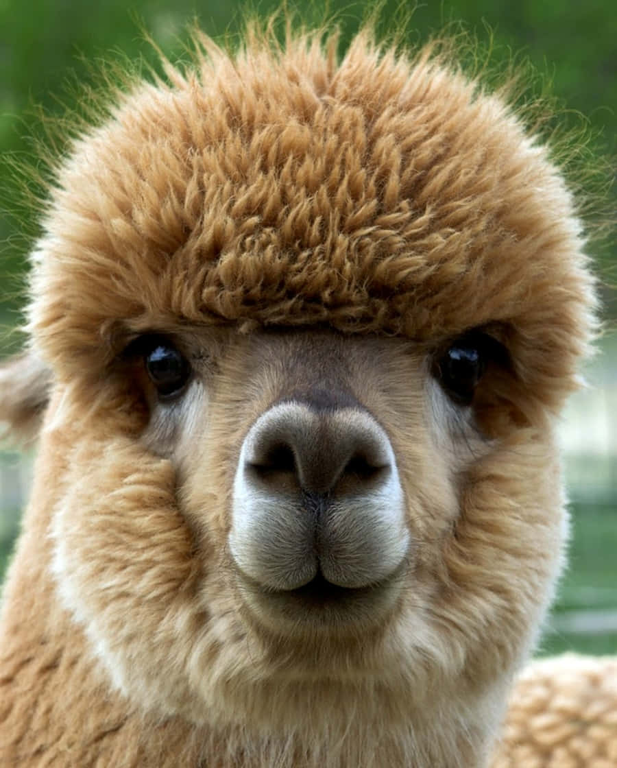 Alpaca 桌布 壁紙 — 一隻毛茸茸的棕色羊駝，有著大大的深色眼睛，在模糊的綠色背景下直視鏡頭的特寫。