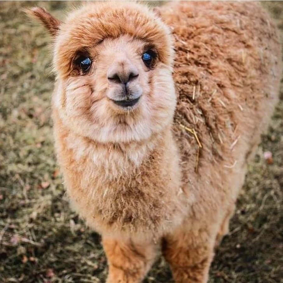 Alpaca 桌布 壁紙 — 一隻毛茸茸的棕色羊駝，有著明亮的藍色眼睛，站在草地上。