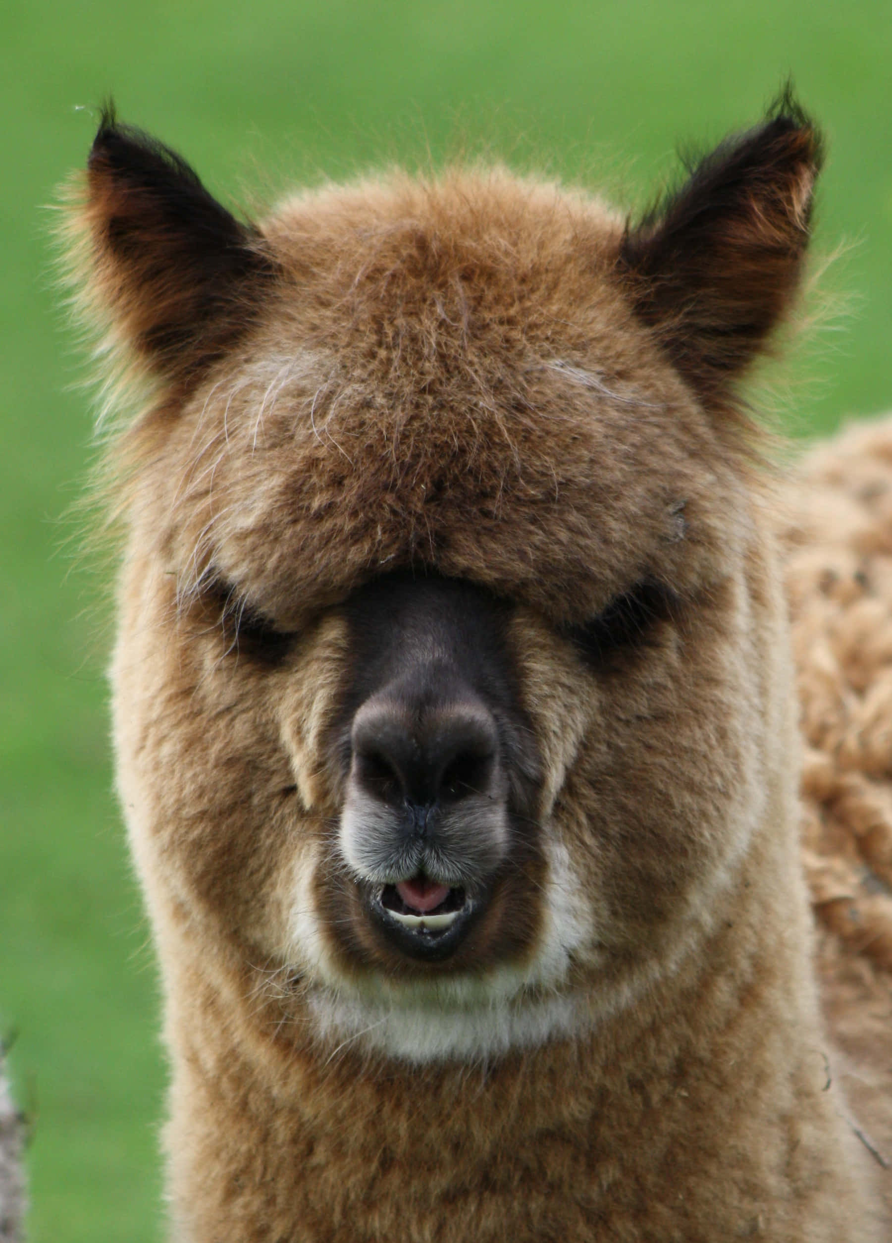 Alpaca 桌布 壁紙 — 一隻毛茸茸的棕色羊駝，有著深色耳朵和白色口鼻，在柔和的綠色背景下直視鏡頭的特寫。