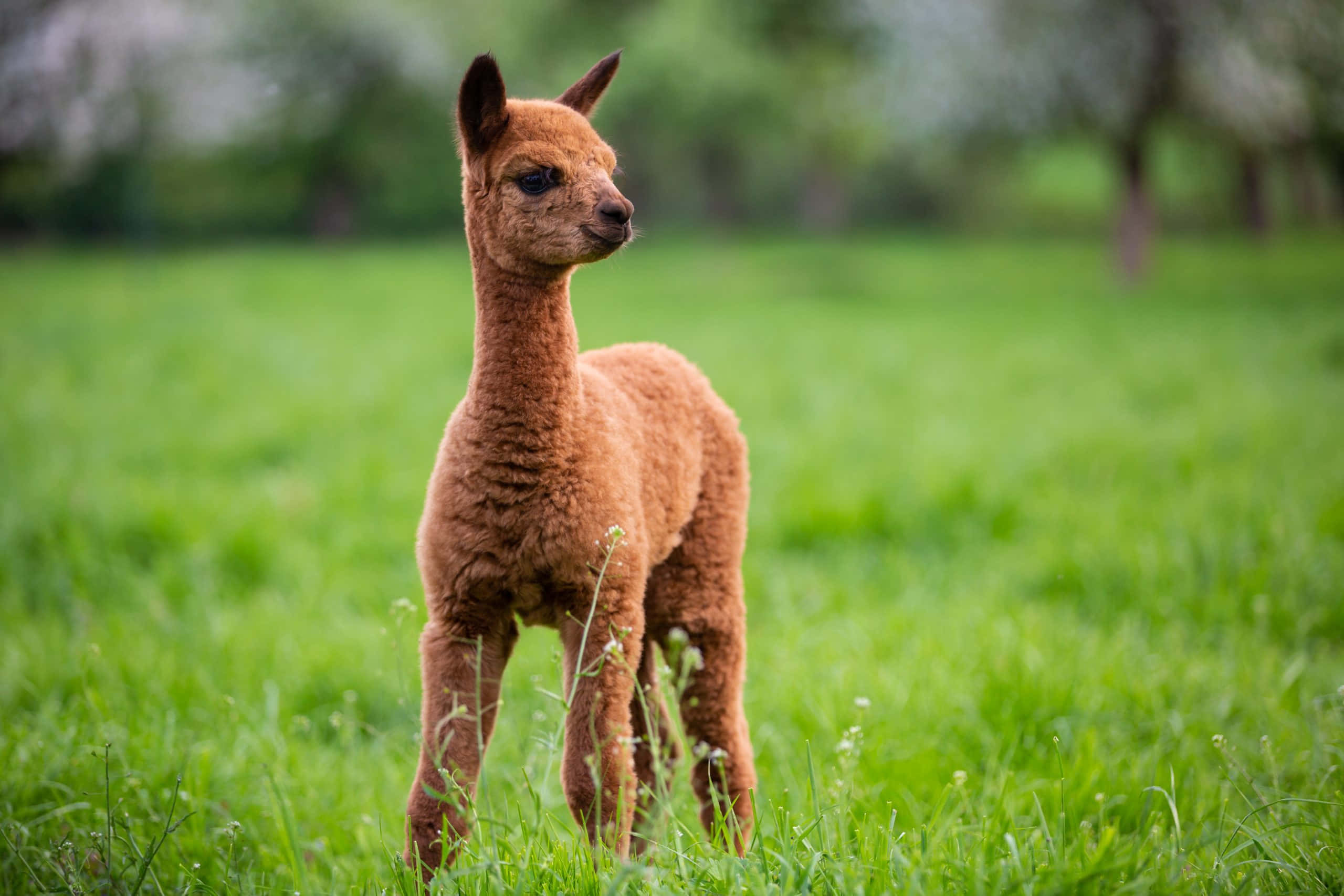 Alpaca 桌布 壁紙 — 一隻毛茸茸的棕色羊駝在充滿活力的綠色草地上警覺地站著，背景是柔和的樹木。