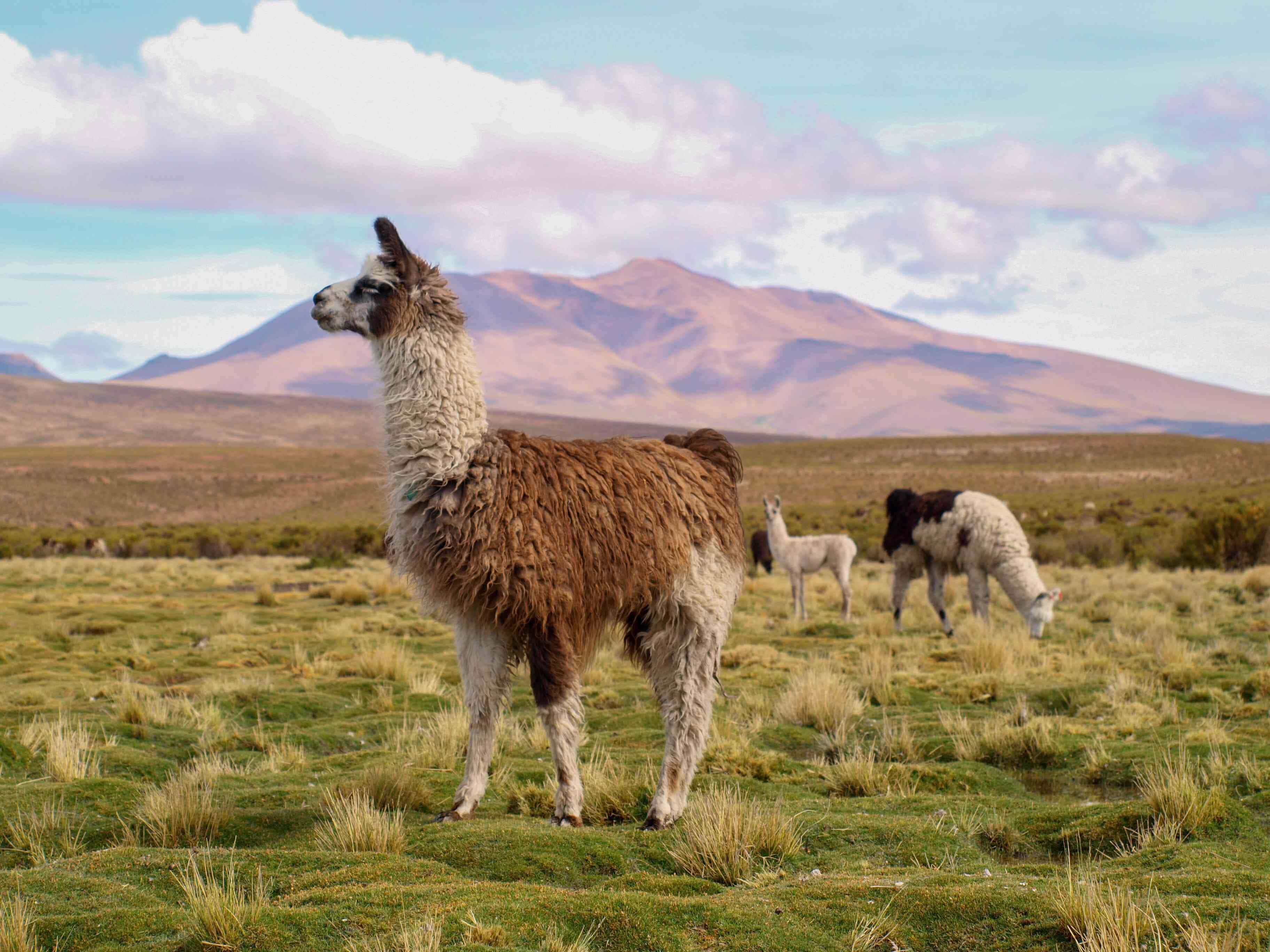 Alpaca 桌布 壁紙 — 一隻毛茸茸的棕色羊駝在部分多雲的天空下，警覺地站在長滿草的高地草地上，遠處有山巒。