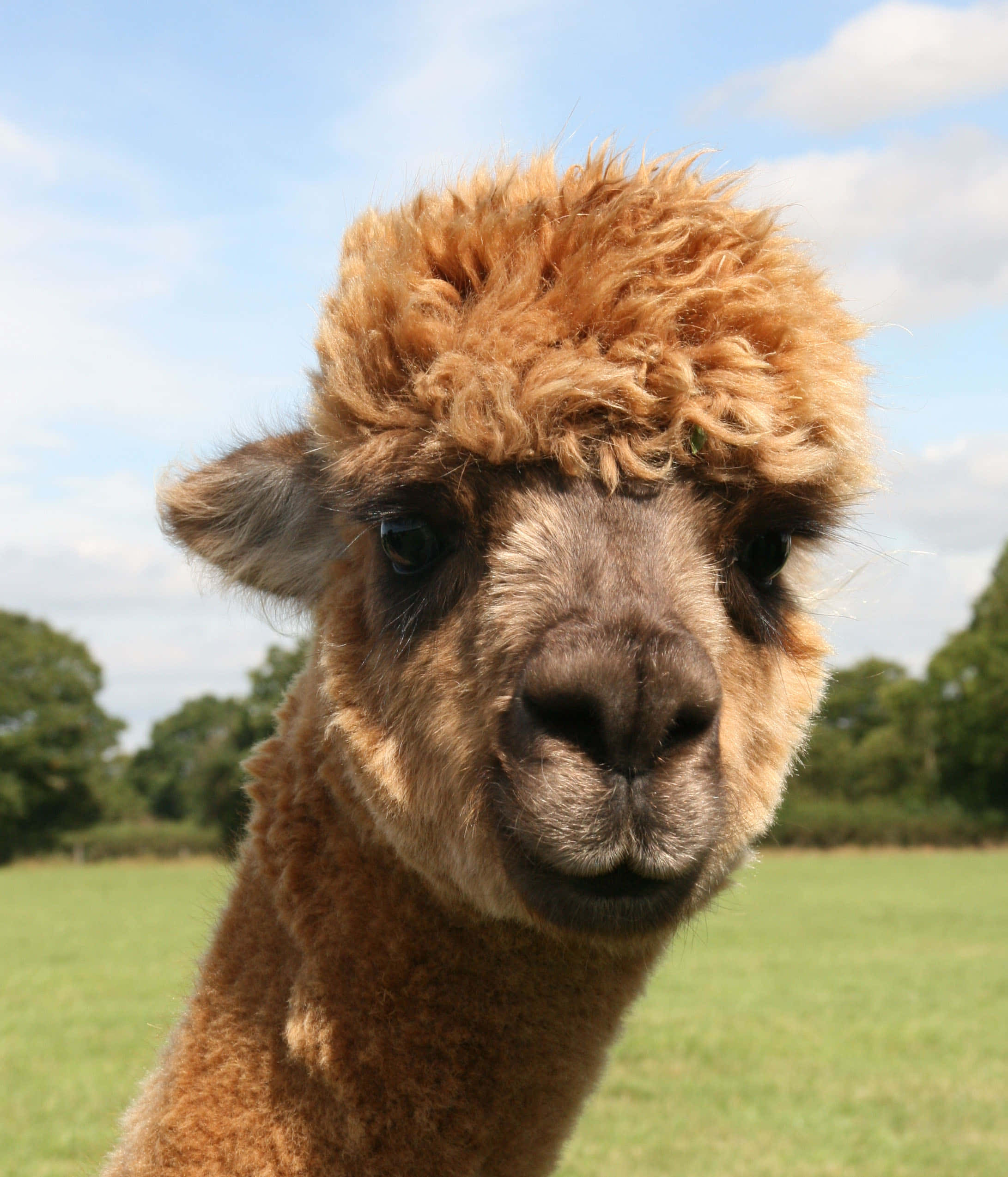 Alpaca 桌布 壁紙 — 一隻毛茸茸的棕色羊駝在陽光明媚的草地上，用好奇的眼睛直視鏡頭的特寫。