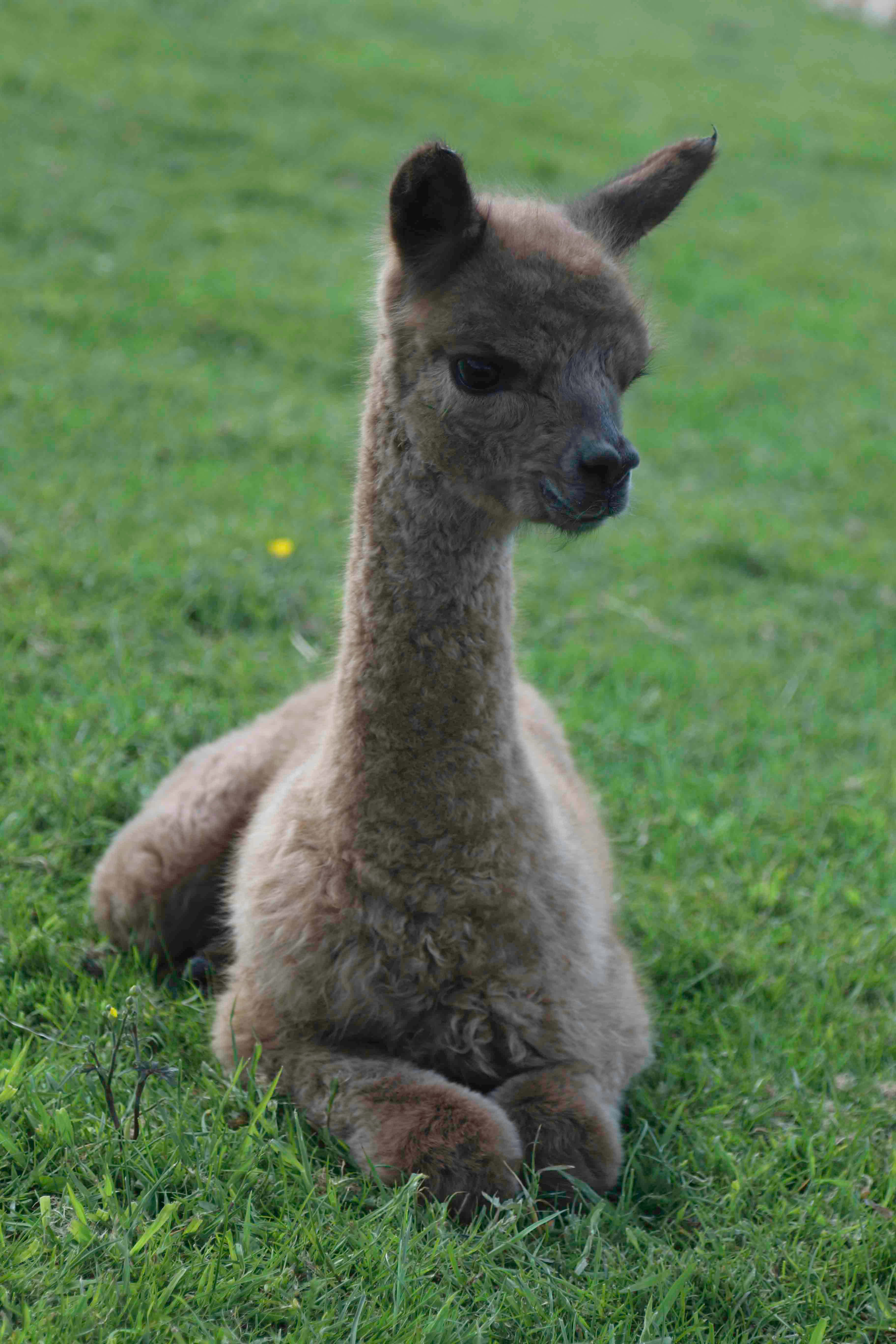 Alpaca 桌布 壁紙 — 一隻毛茸茸的棕色羊駝平靜地坐在鮮綠色的草地上，背景柔和模糊。