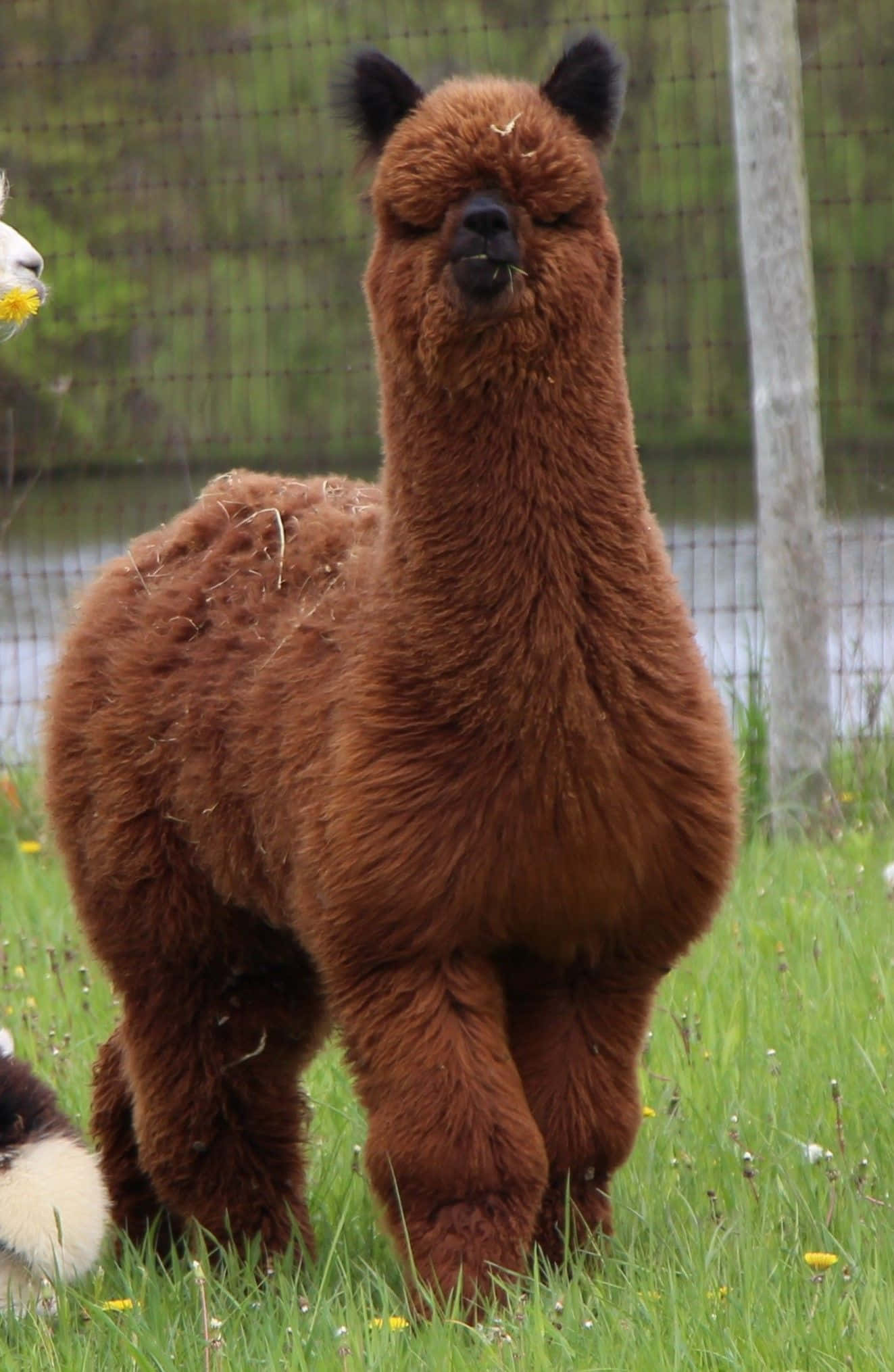 Alpaca 桌布 壁紙 — 一隻毛茸茸的棕色羊駝站在草地上，身後有籬笆和水，正在咀嚼乾草。
