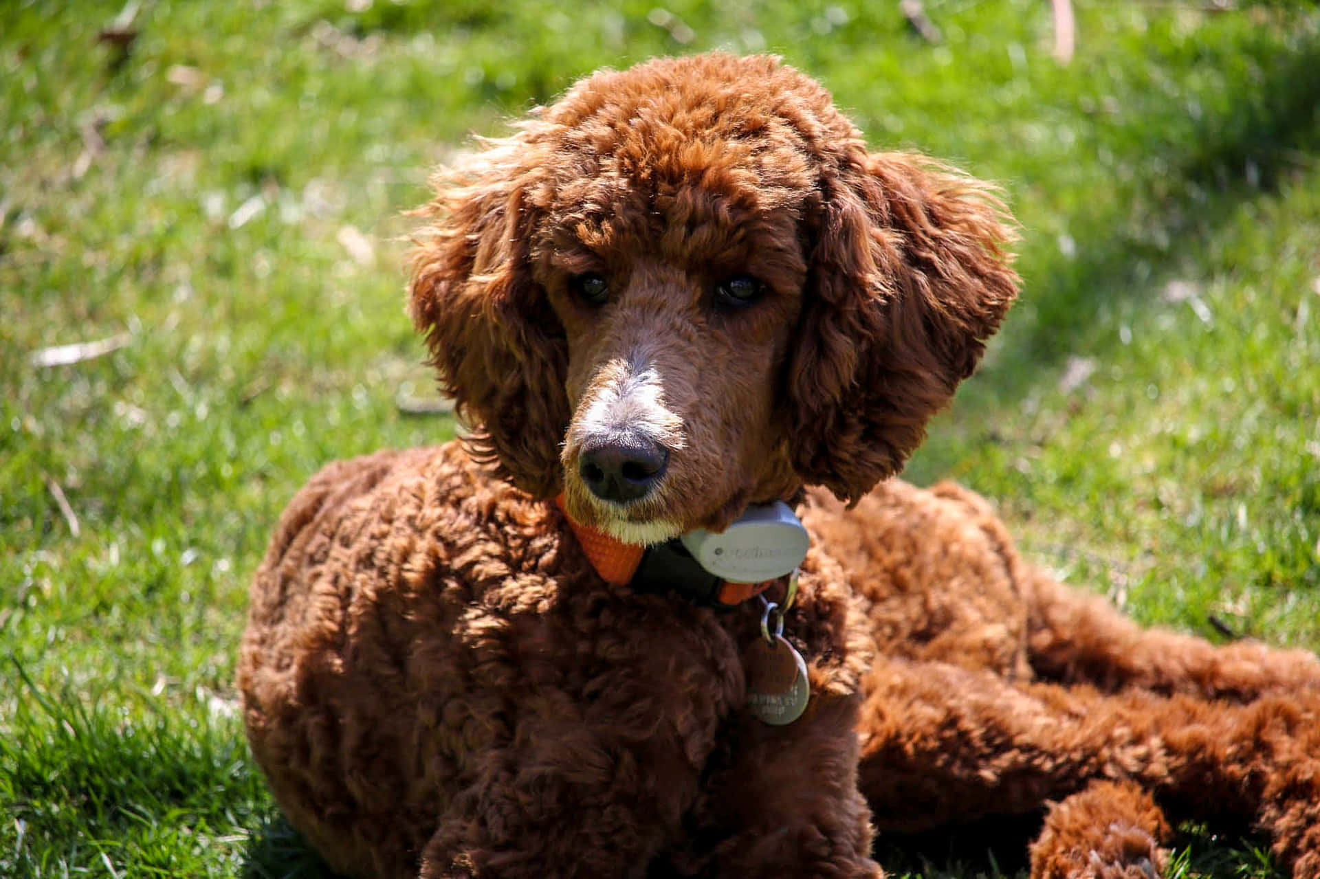 Poodle 桌布 壁紙 — 一隻毛茸茸的棕色貴賓犬，白色口鼻，在明亮的陽光下躺在鮮綠的草地上休息。