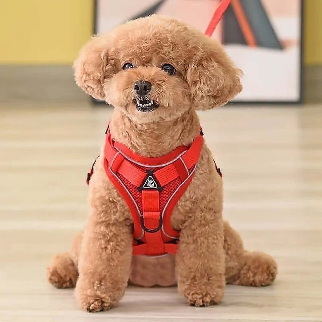 Poodle 桌布 壁紙 — 一隻毛茸茸的棕色貴賓犬幼犬，穿著鮮紅色的胸背帶，在室內淺色木地板上專注地坐著。