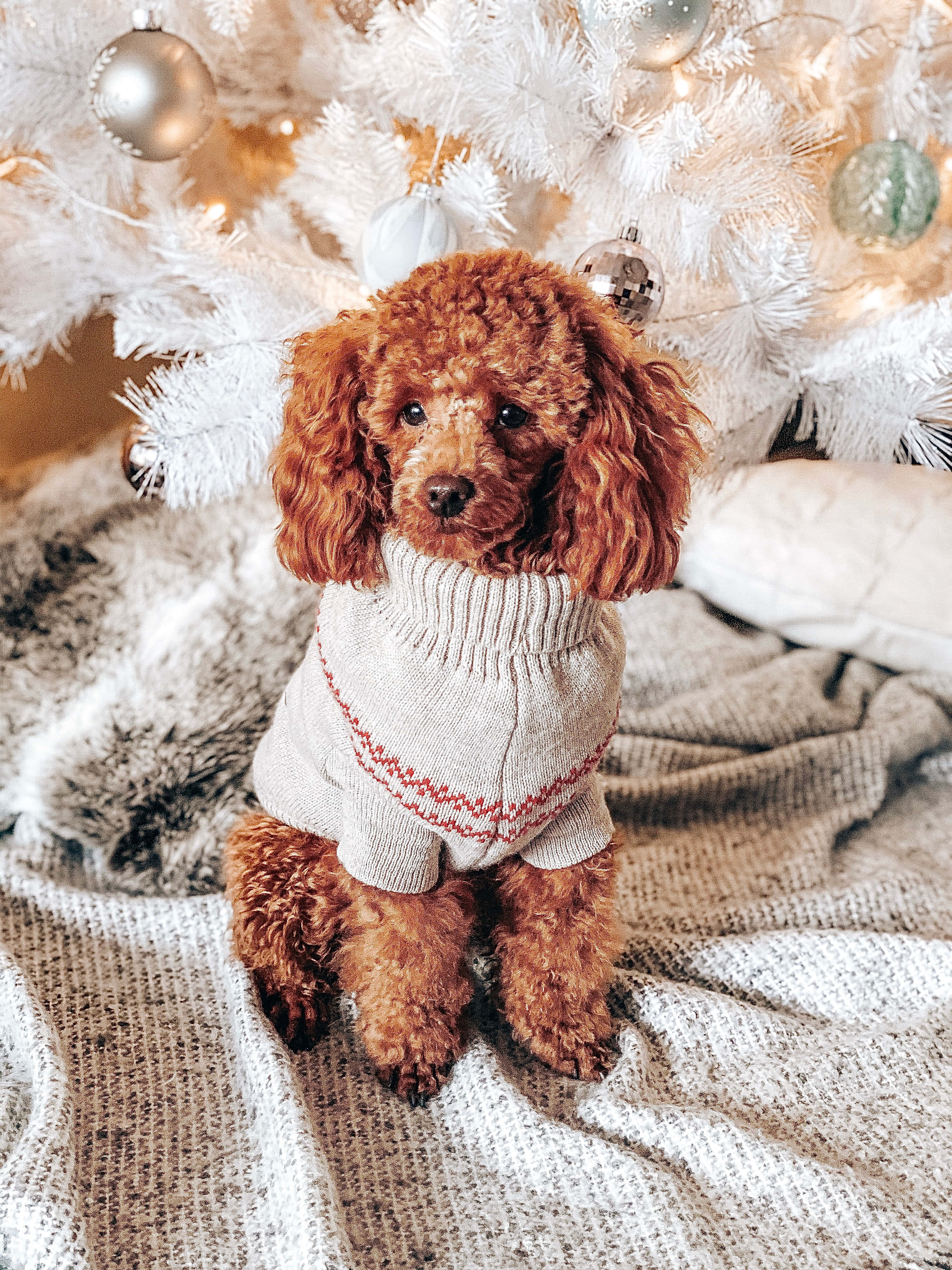 Poodle 桌布 壁紙 — 一隻毛茸茸的棕色貴賓犬穿著舒適的毛衣，坐在針織毯上，下方是裝飾著飾品和燈光的白色聖誕樹。