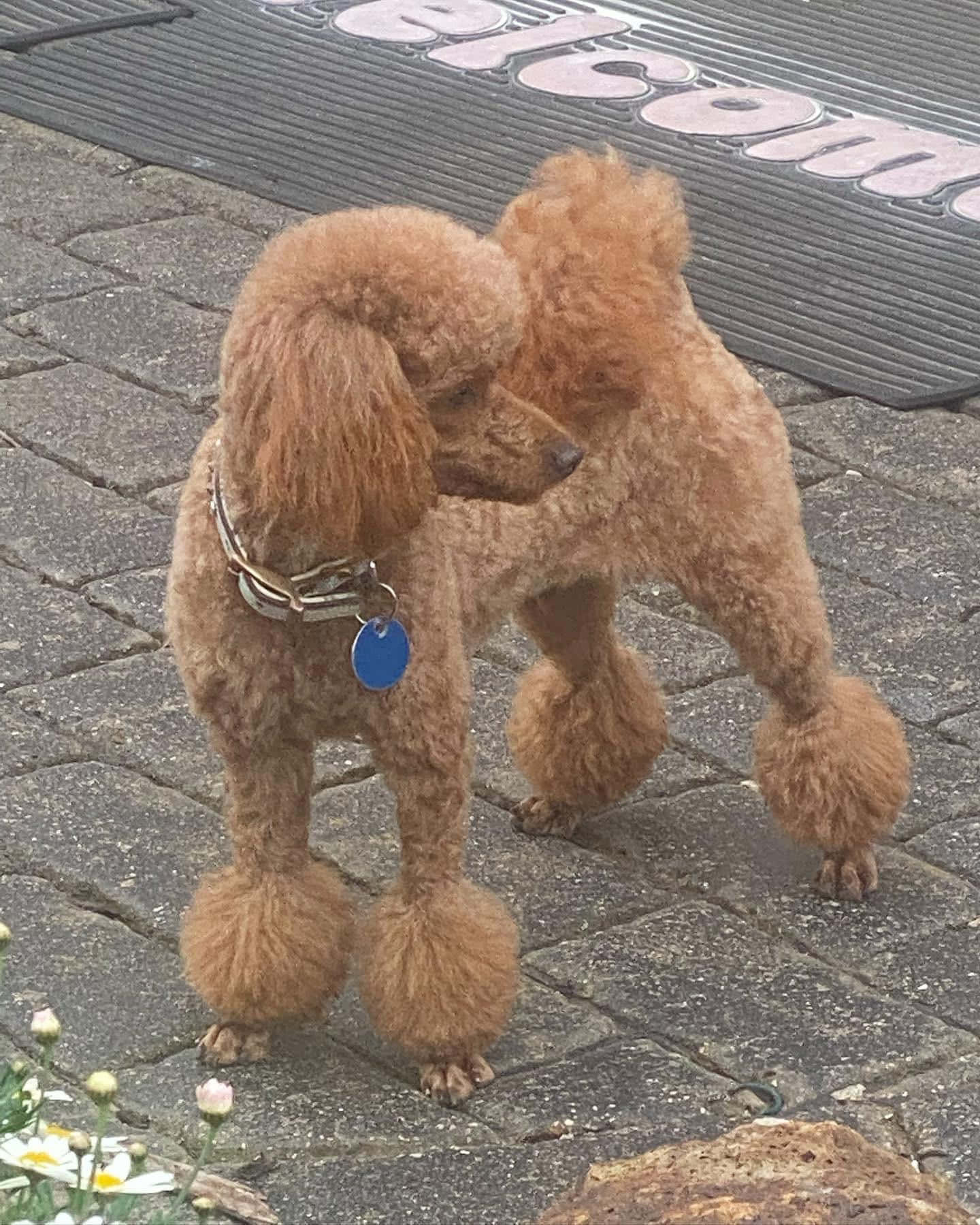 Poodle 桌布 壁紙 — 一隻毛茸茸的棕色貴賓犬站在石頭露台上，附近有盛開的雛菊和歡迎墊。