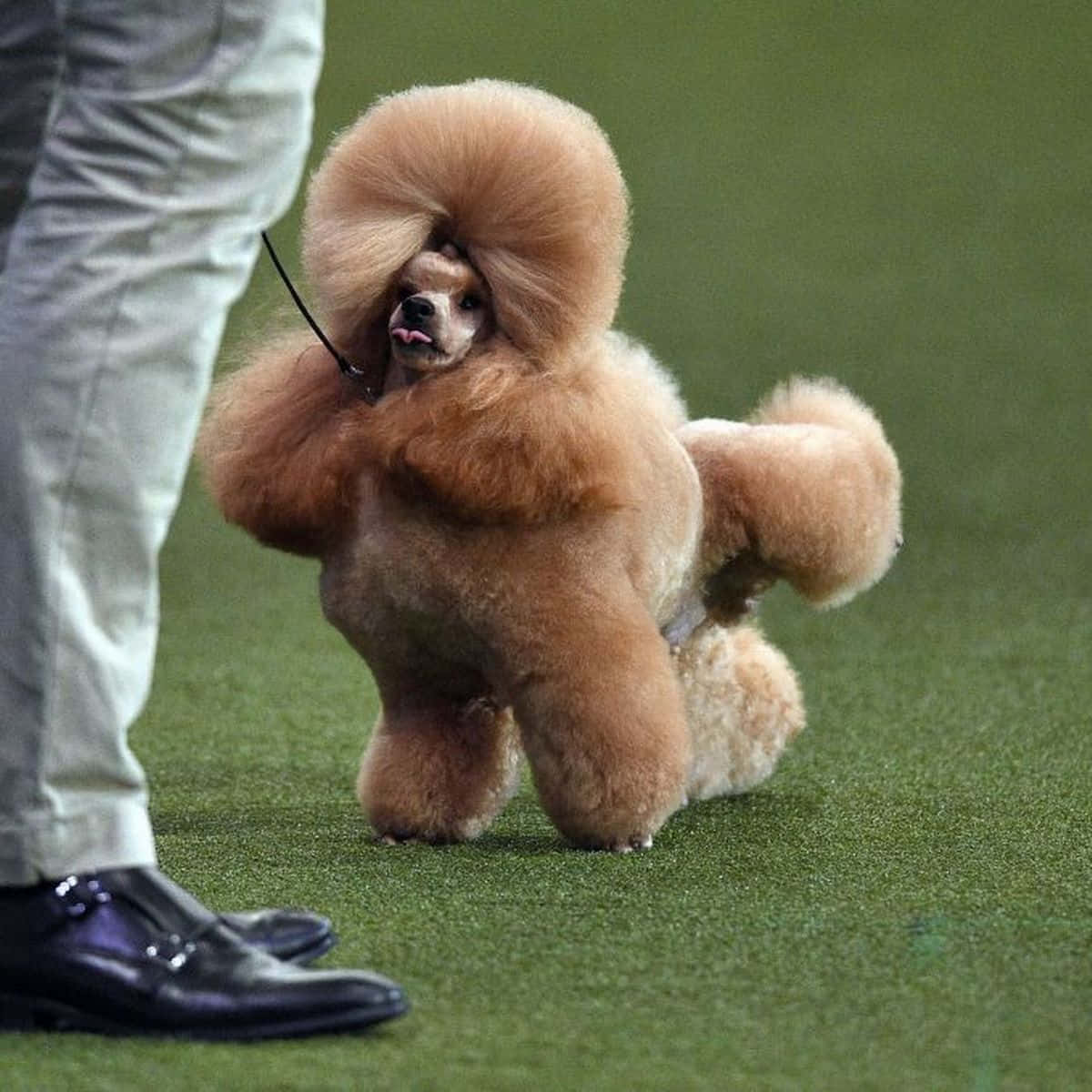 Poodle 桌布 壁紙 — 一隻毛茸茸的棕褐色貴賓犬，有著巨大的絨球髮型，自豪地站在綠色草地上，旁邊是一個人的腿。