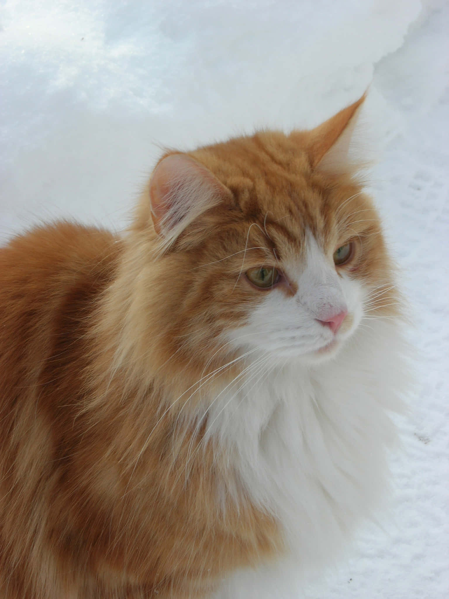 Norwegian Forest Cat 桌布 壁紙 — 一隻毛茸茸的橙白色貓咪，綠色眼睛，靜靜地坐在深雪中，若有所思地望向一旁。
