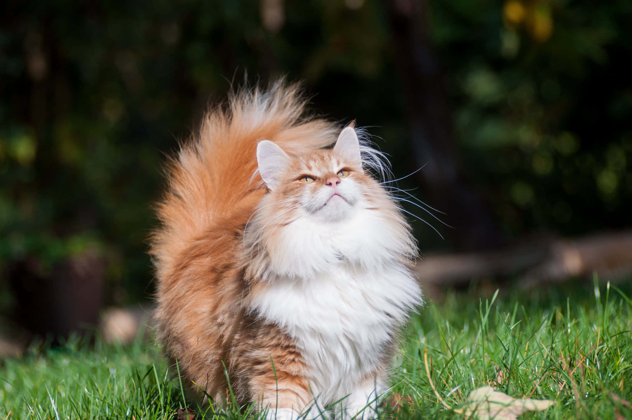 Norwegian Forest Cat 桌布 壁紙 — 一隻毛茸茸的橙白色貓咪威風凜凜地坐在綠色草地上，對著模糊的森林背景，帶著平靜的表情向上凝視。
