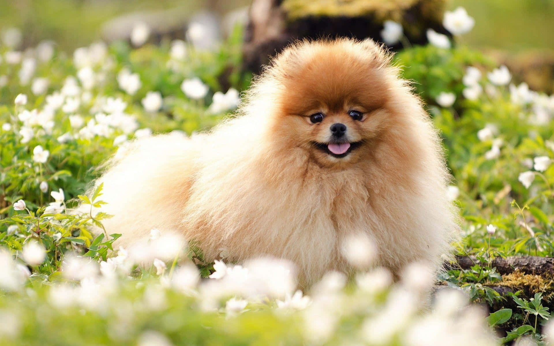Pomeranian 桌布 壁紙 — 一隻毛茸茸的橙色博美犬在陽光明媚的草地上，快樂地坐在綠草和白花之間。