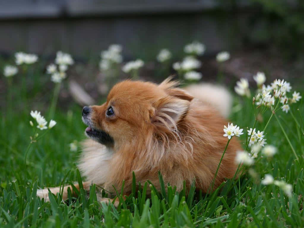 Pomeranian 桌布 壁紙 — 一隻毛茸茸的橙色博美犬在點綴著精緻白色花朵的鮮綠色草地上休息。
