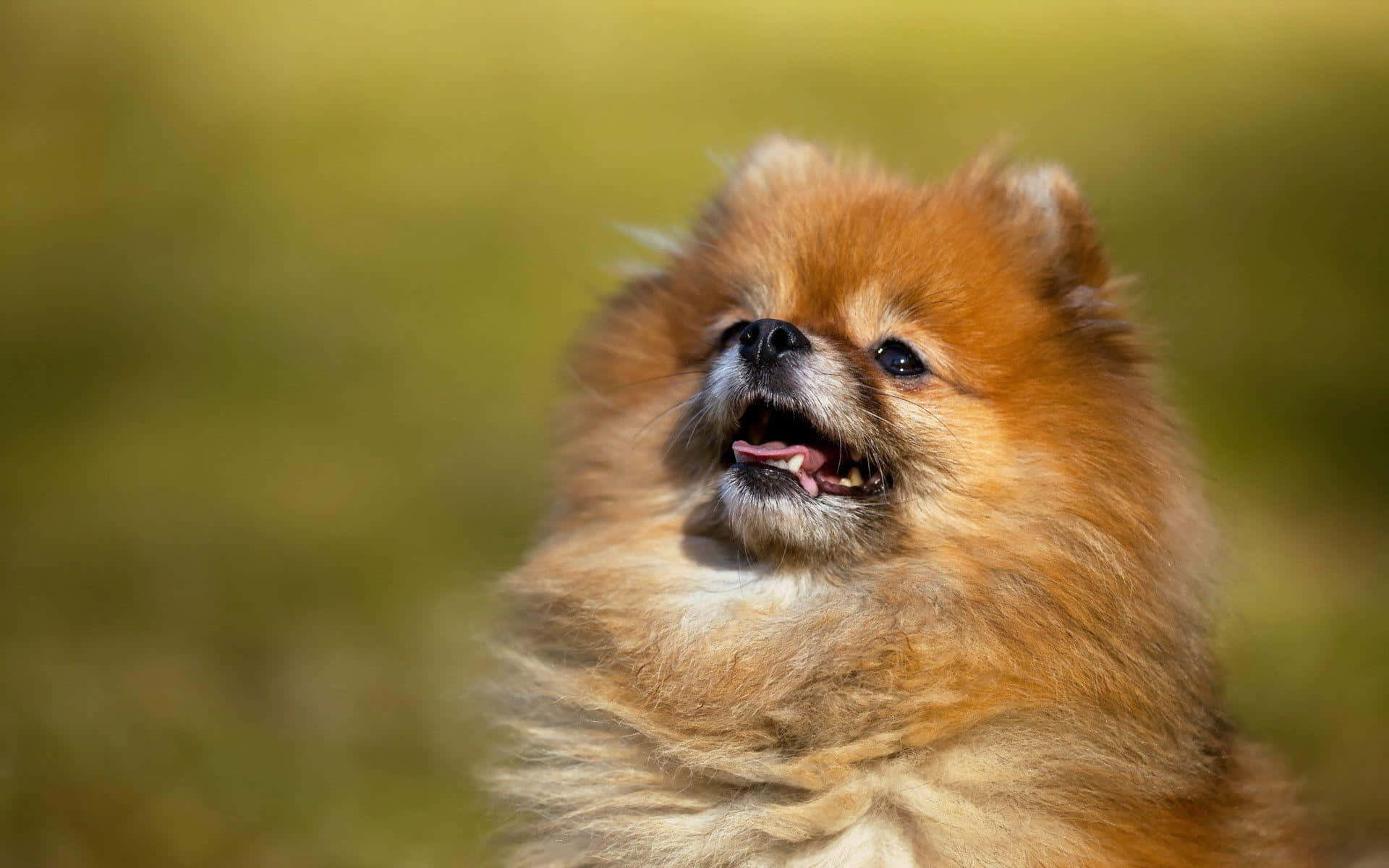 Pomeranian 桌布 壁紙 — 一隻毛茸茸的橙色博美犬帶著喜悅的表情，在柔和的綠色模糊背景下沐浴在溫暖的陽光中。