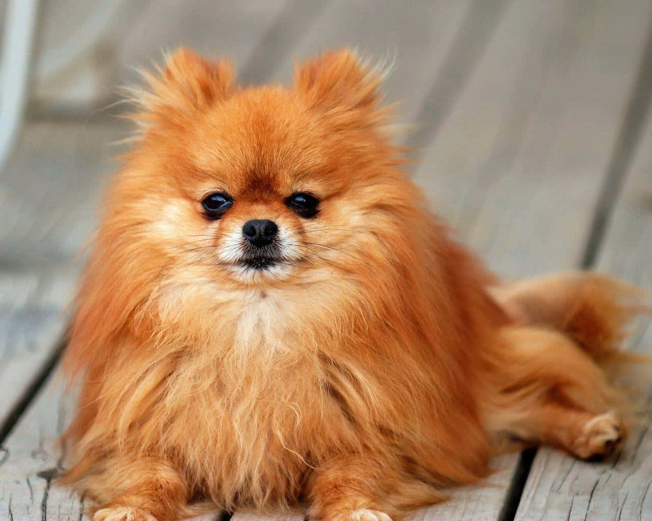 Pomeranian 桌布 壁紙 — 一隻毛茸茸的橙色博美犬平靜地坐在風化的木板上，背景柔和。