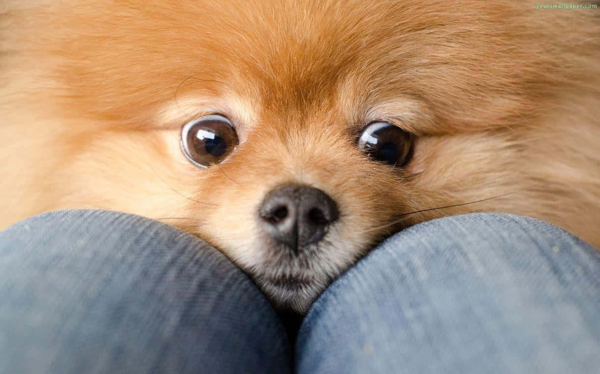 Pomeranian 桌布 壁紙 — 一隻毛茸茸的橙色博美犬從某人的牛仔褲腿之間探出頭來，睜著一雙充滿靈魂的大眼睛。