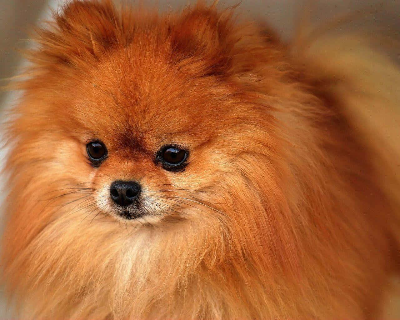 Pomeranian 桌布 壁紙 — 一隻毛茸茸的橙色博美犬特寫，深色眼睛，背景柔和模糊。