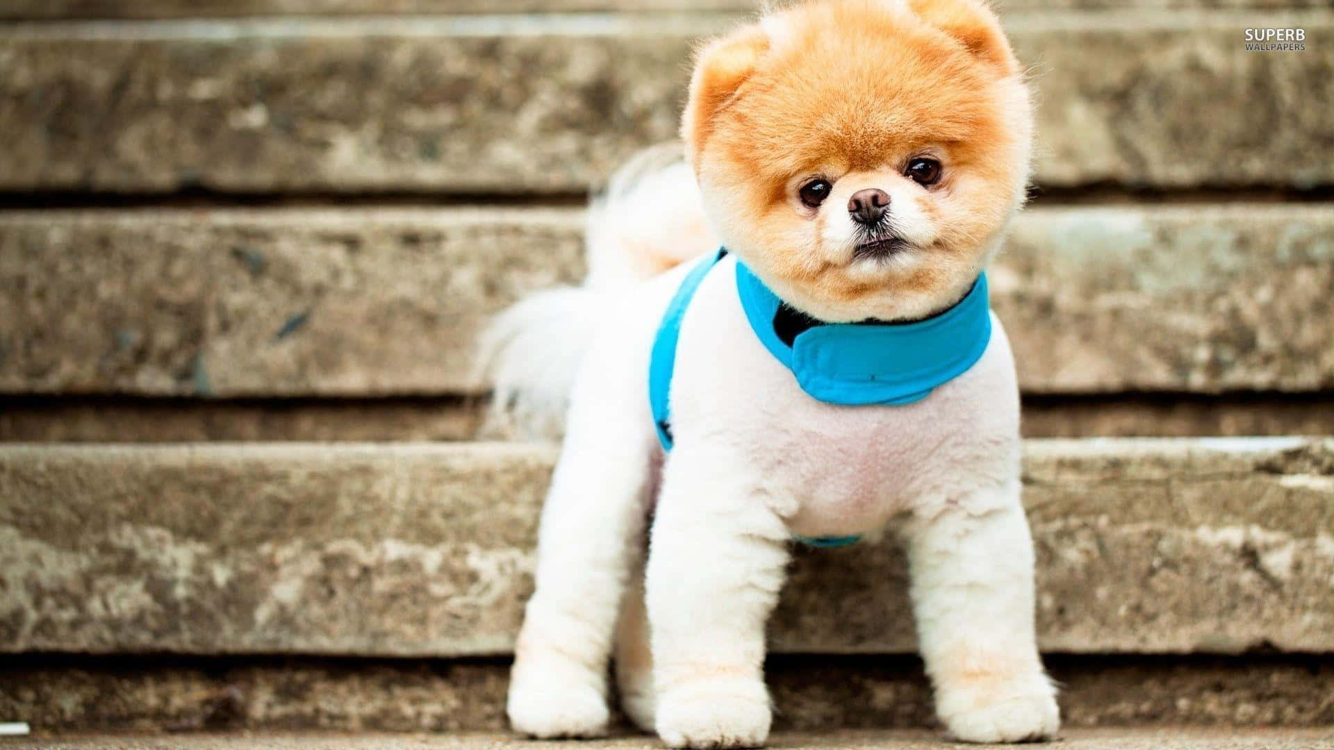 Pomeranian 桌布 壁紙 — 一隻毛茸茸的橙色和白色博美犬，穿著鮮藍色胸背帶，警覺地站在風化的石階上。