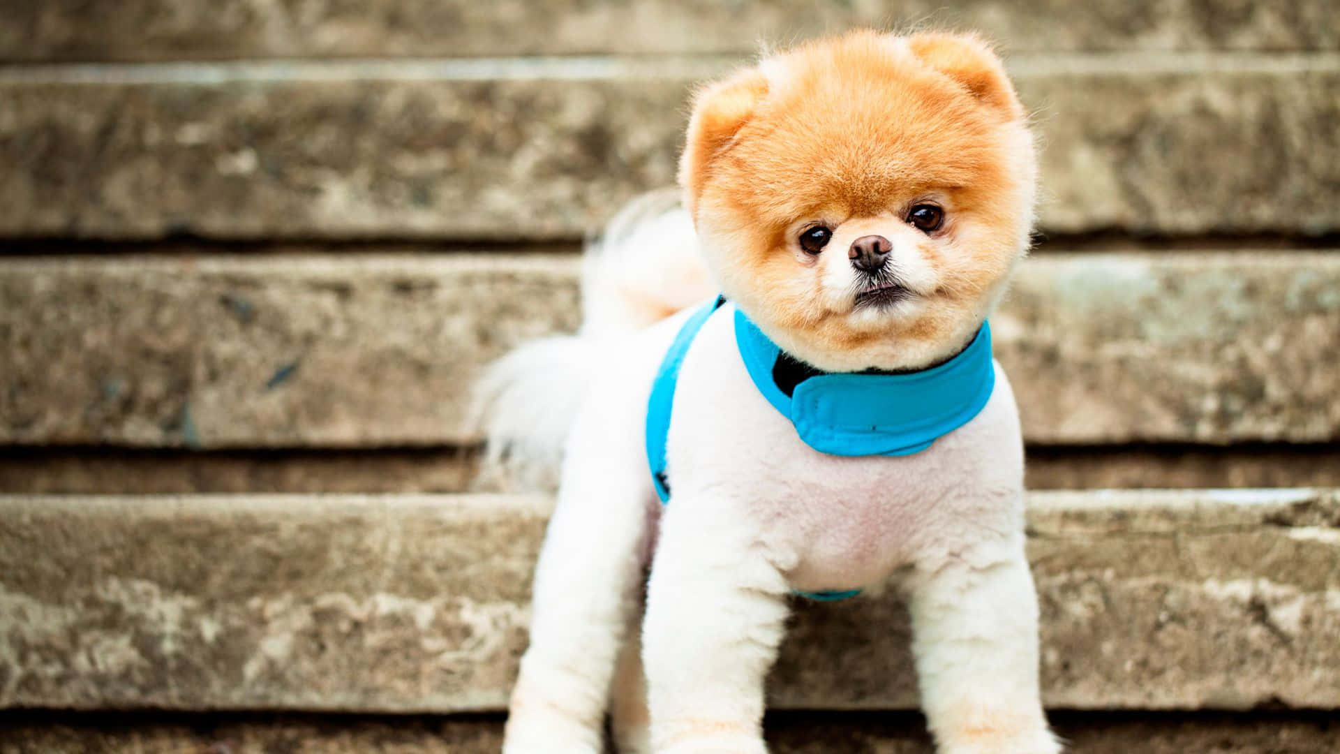 cute dogs 桌布 壁紙 — 一隻毛茸茸的橙色和白色博美犬穿著鮮藍色胸背帶，站在風化的石階上，直視鏡頭。