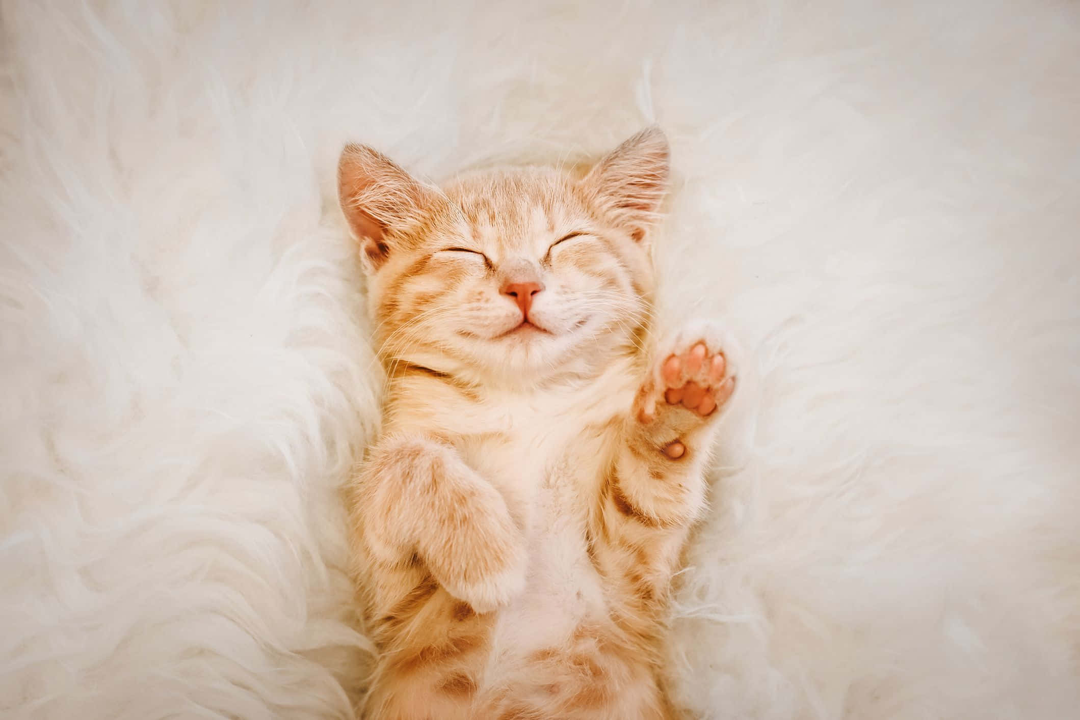 Beautiful Cats 桌布 壁紙 — 一隻毛茸茸的橙色小貓咪在柔軟的白色毛毯上仰臥著，爪子朝天，安詳地睡著。