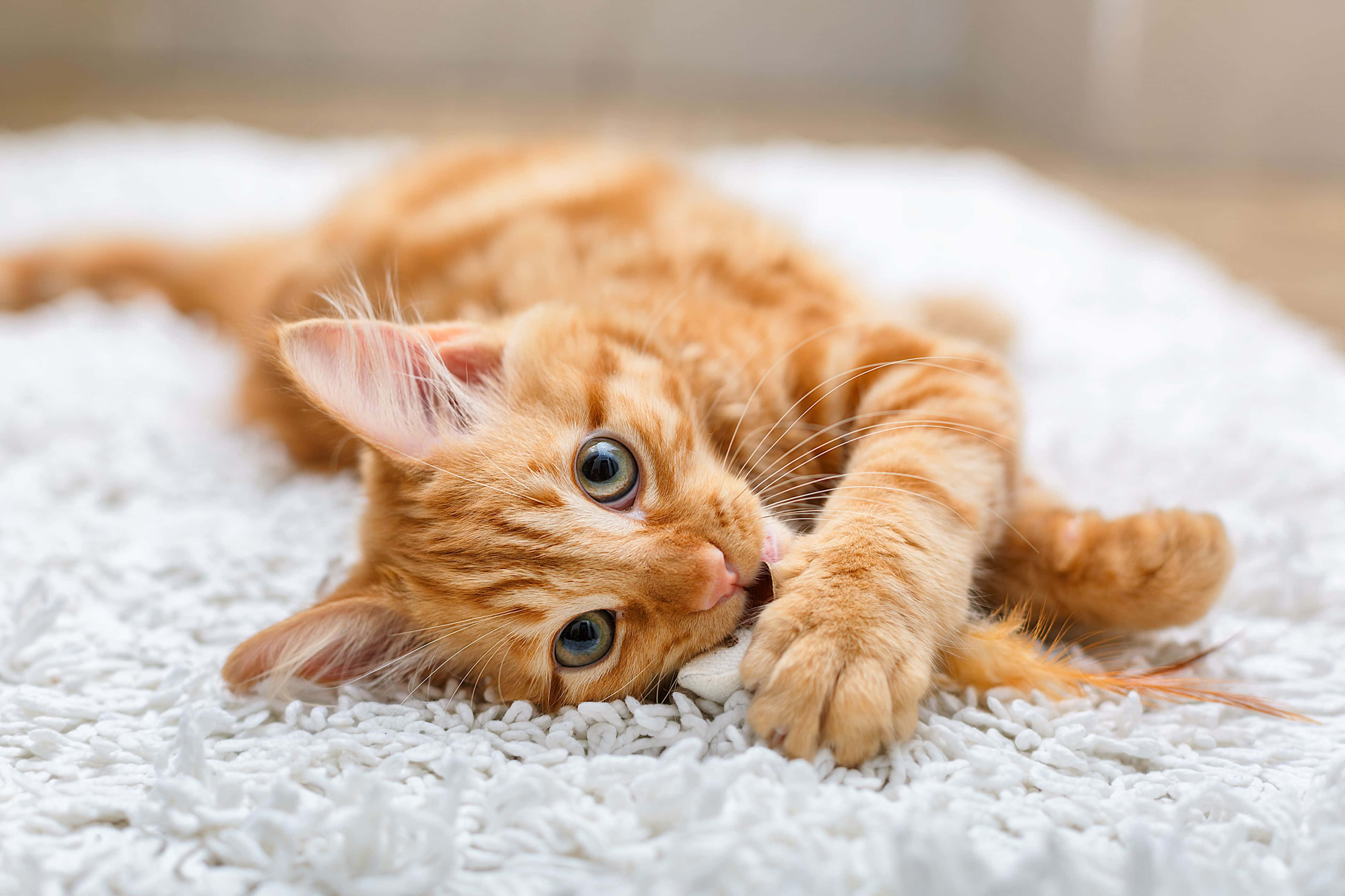 Beautiful Cats 桌布 壁紙 — 一隻毛茸茸的橙色小貓躺在白色長毛地毯上，用充滿好奇的大眼睛頑皮地拍打一個白色小玩具。