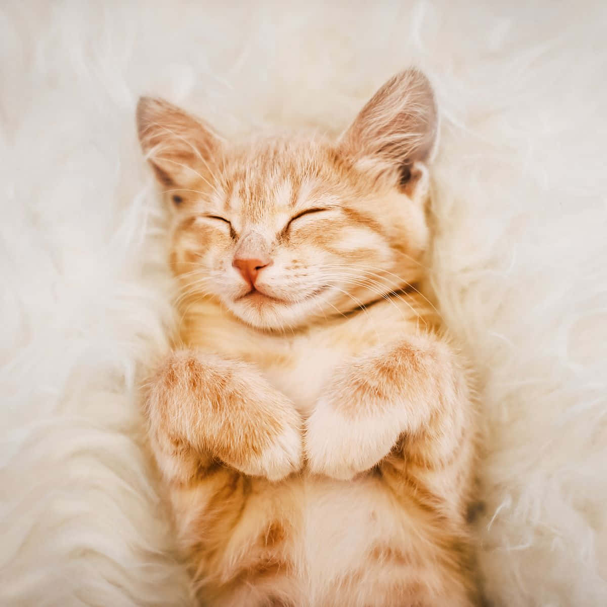 Beautiful Cats 桌布 壁紙 — 一隻毛茸茸的橙色虎斑小貓咪，在柔軟的白色毛毯上交叉著爪子安詳地睡覺。