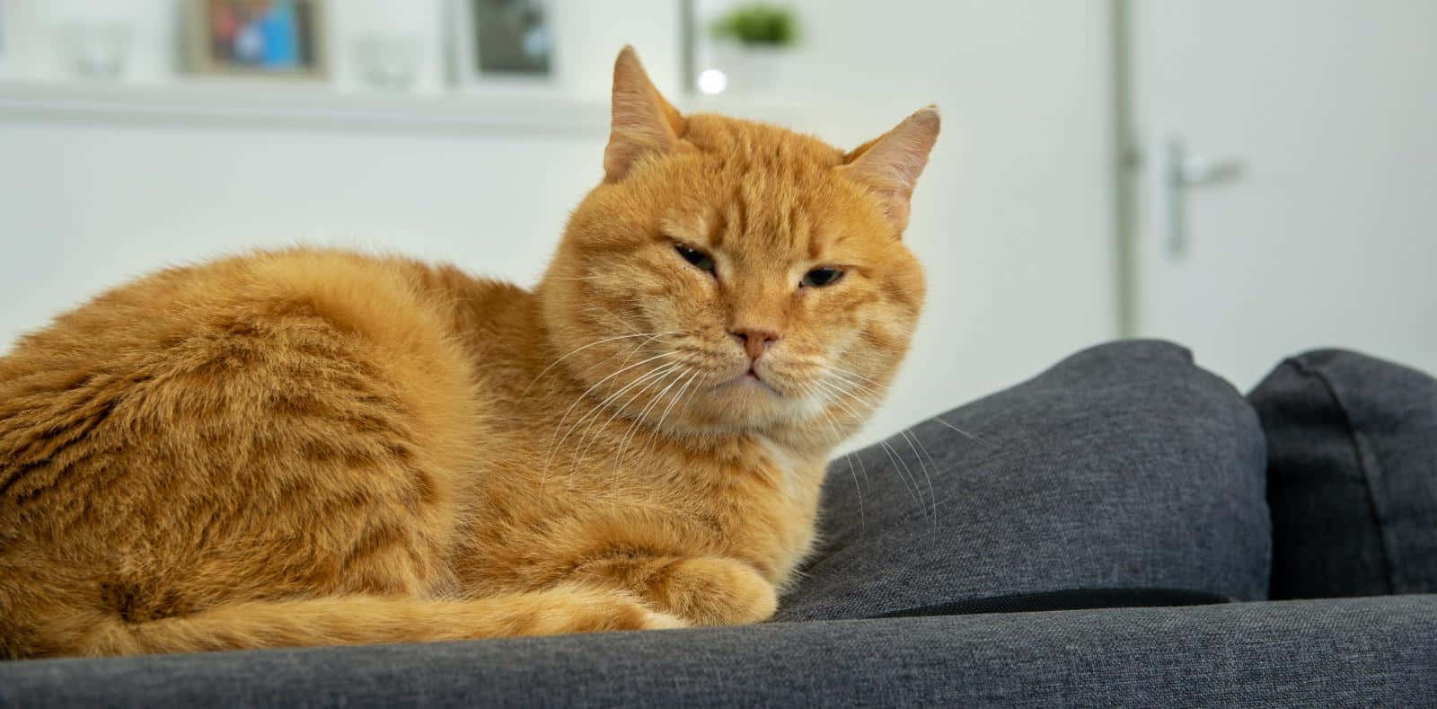 Red Cat 桌布 壁紙 — 一隻毛茸茸的橙色虎斑貓以鄙視的表情高貴地躺在一張深灰色沙發上。
