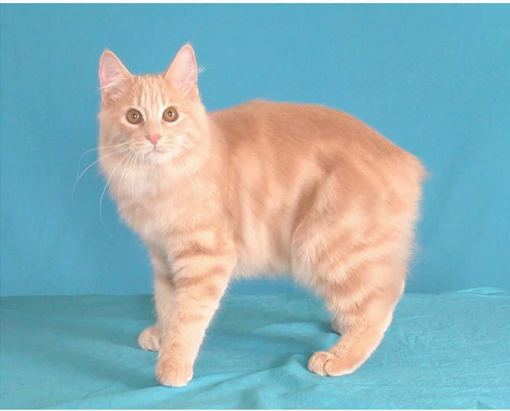 Manx Cat 桌布 壁紙 — 一隻毛茸茸的橙色虎斑貓警覺地站在青綠色布料上，背景是純藍色攝影棚。