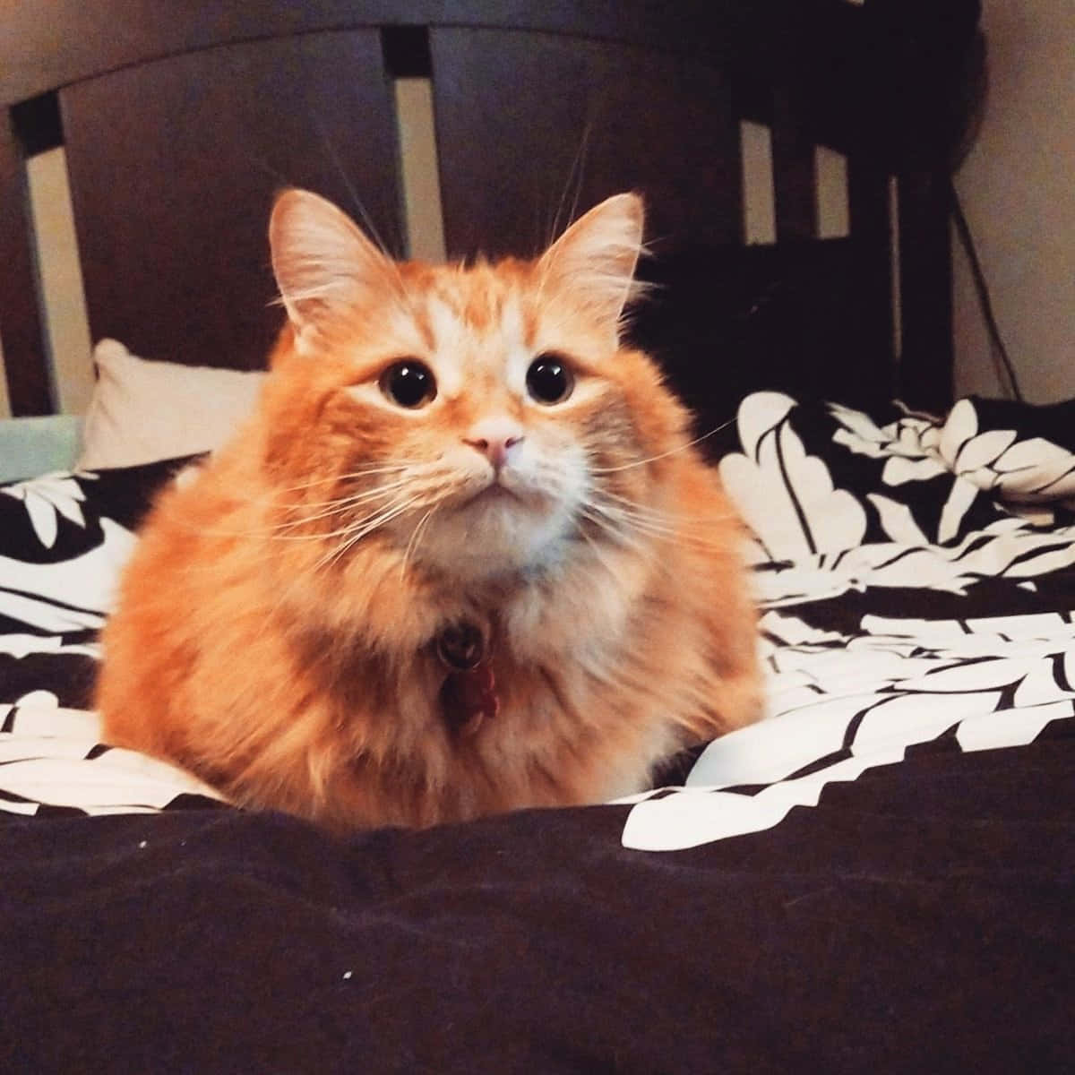 Manx Cat 桌布 壁紙 — 一隻毛茸茸的橙色貓咪，睜大眼睛，警覺地坐在黑白花卉圖案的床罩上，室內光線溫暖。