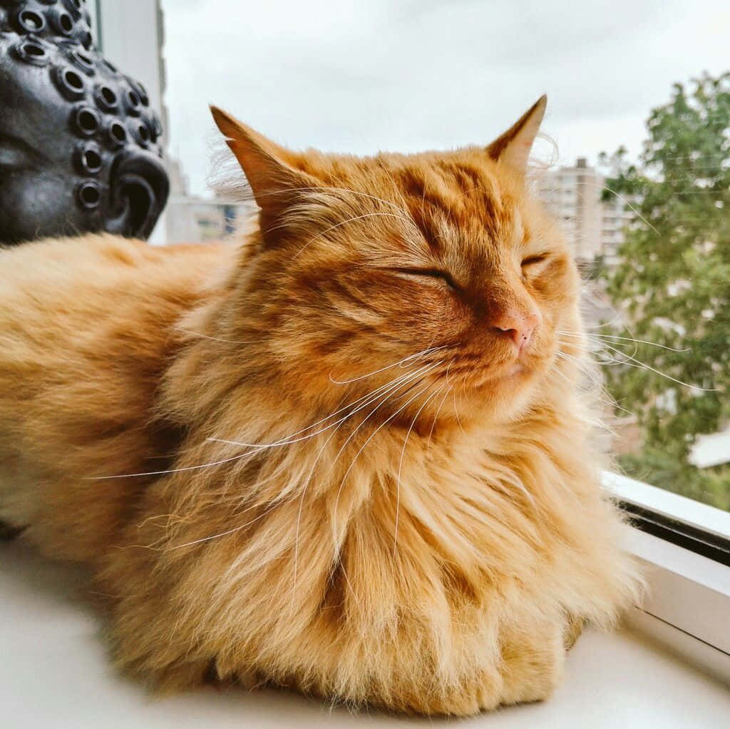 Red Cat 桌布 壁紙 — 一隻毛茸茸的橙色貓咪在窗台上，旁邊有一尊佛像，窗外是城市景觀，牠正安詳地睡覺。