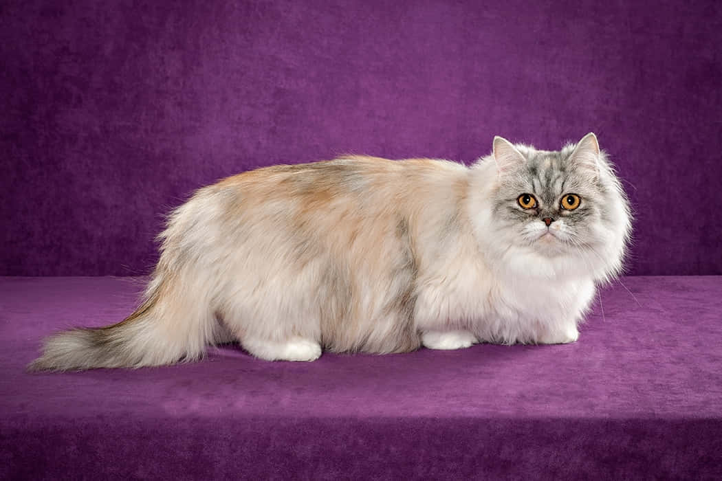 Napoleon Cat 桌布 壁紙 — 一隻毛茸茸的波斯貓，有著金色的眼睛，威嚴地坐在紫色天鵝絨表面上，背景是相配的紫色。