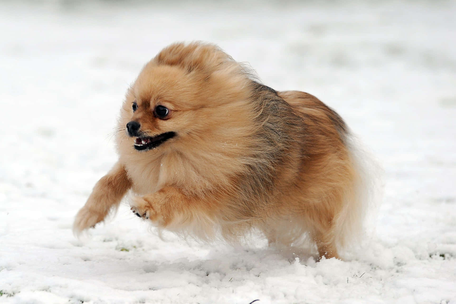  壁紙 — 一隻毛茸茸的淺棕色博美犬在剛下的雪中歡快地奔跑，爪子踢起雪花。
