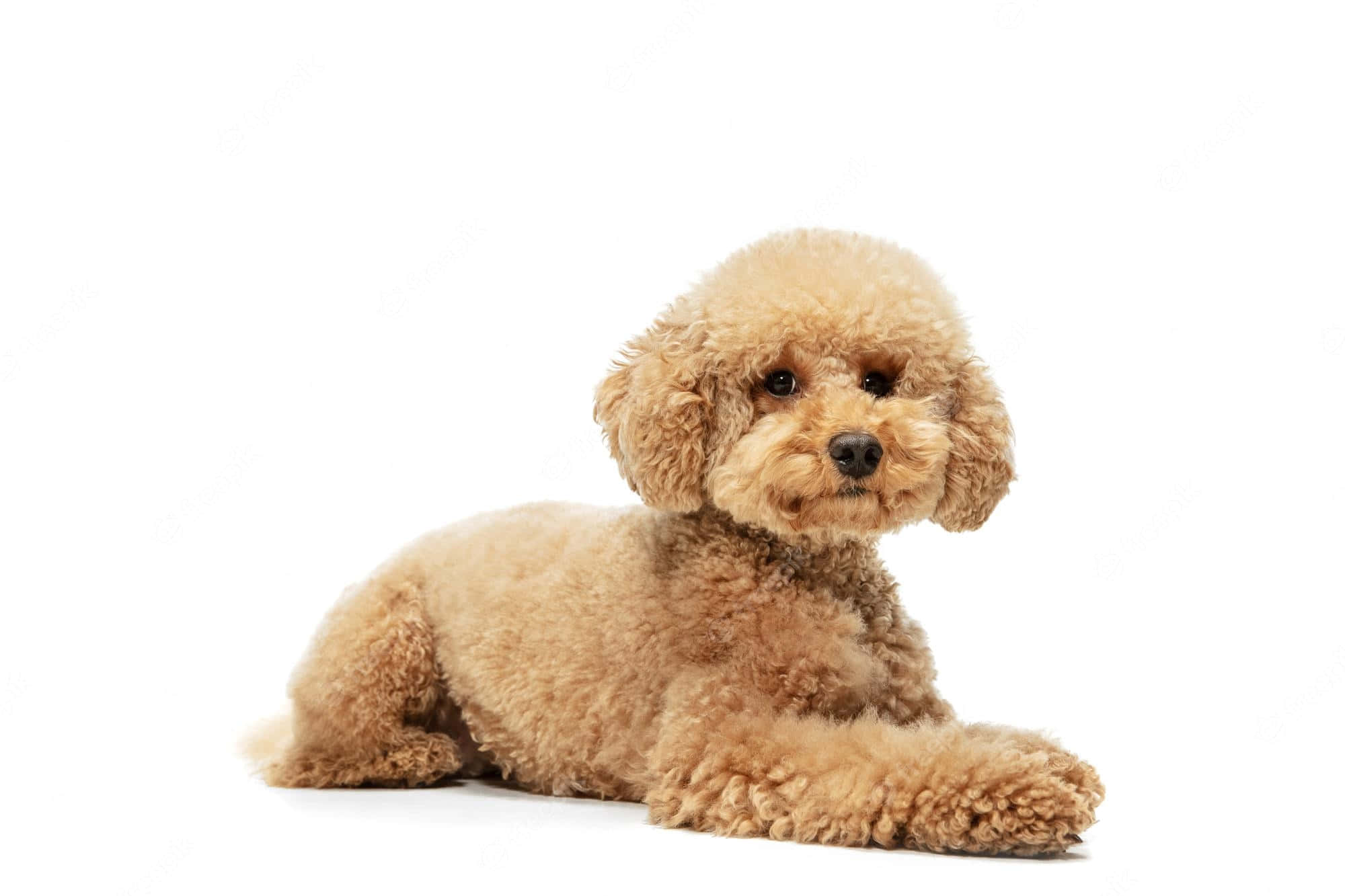 Poodle 桌布 壁紙 — 一隻毛茸茸的淺棕色貴賓犬幼犬平靜地躺在純白色背景上，擁有柔軟捲曲的毛髮和深色富有表情的眼睛。