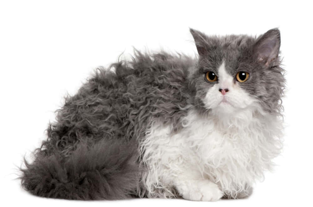 Selkirk Rex 桌布 壁紙 — 一隻毛茸茸的灰白色貓咪，有著捲曲的毛髮和琥珀色的眼睛，安靜地坐在純白色的背景前。