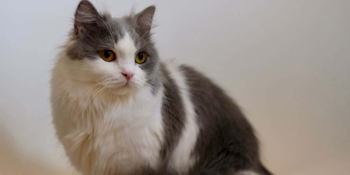 Napoleon Cat 桌布 壁紙 — 一隻毛茸茸的灰白貓咪，有著引人注目的黃色眼睛，安靜地坐在柔和的純色背景前。