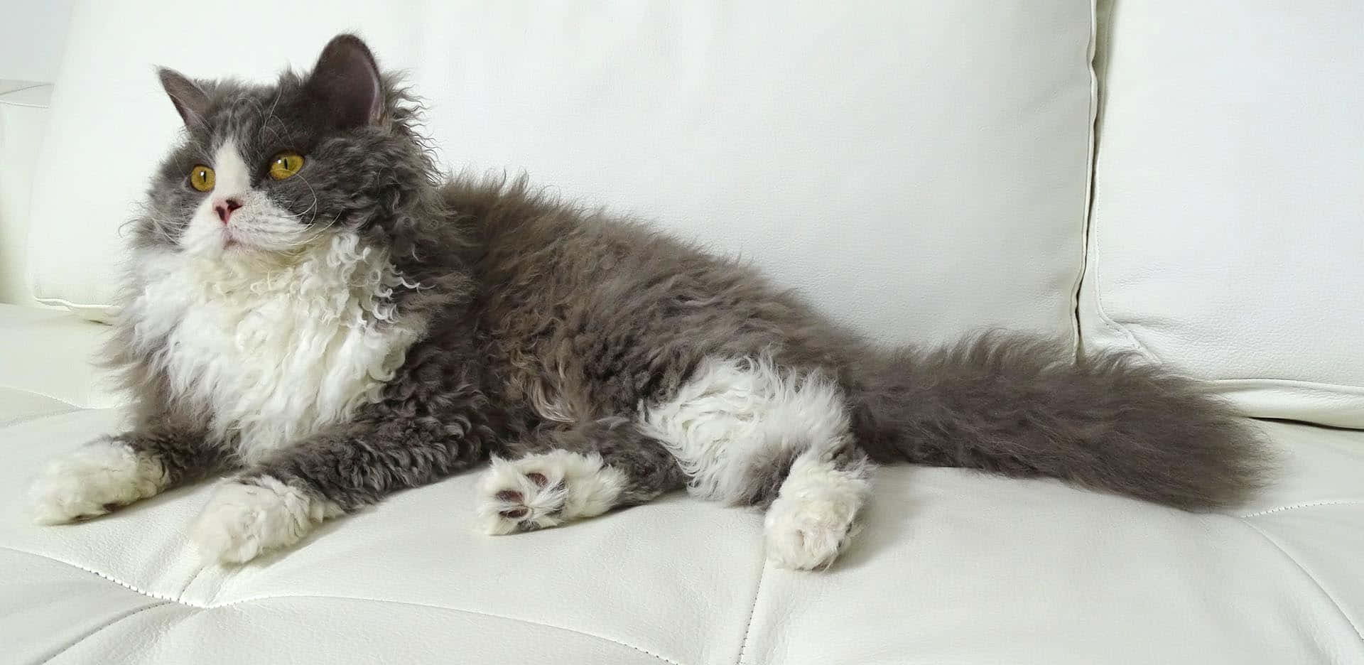 Selkirk Rex 桌布 壁紙 — 一隻毛茸茸的灰白貓咪，有著明亮的黃色眼睛，威風凜凜地躺在白色皮革沙發上。