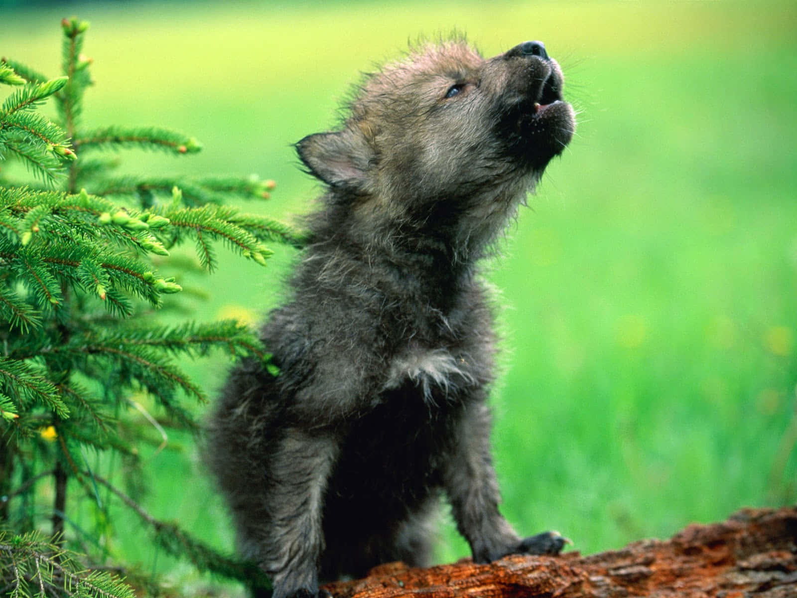 Cute Wolf 桌布 壁紙 — 一隻毛茸茸的灰色小狼在陽光明媚的草地上，從一棵長滿苔蘚的木頭旁邊，對著一棵鮮綠的松樹向上嚎叫。