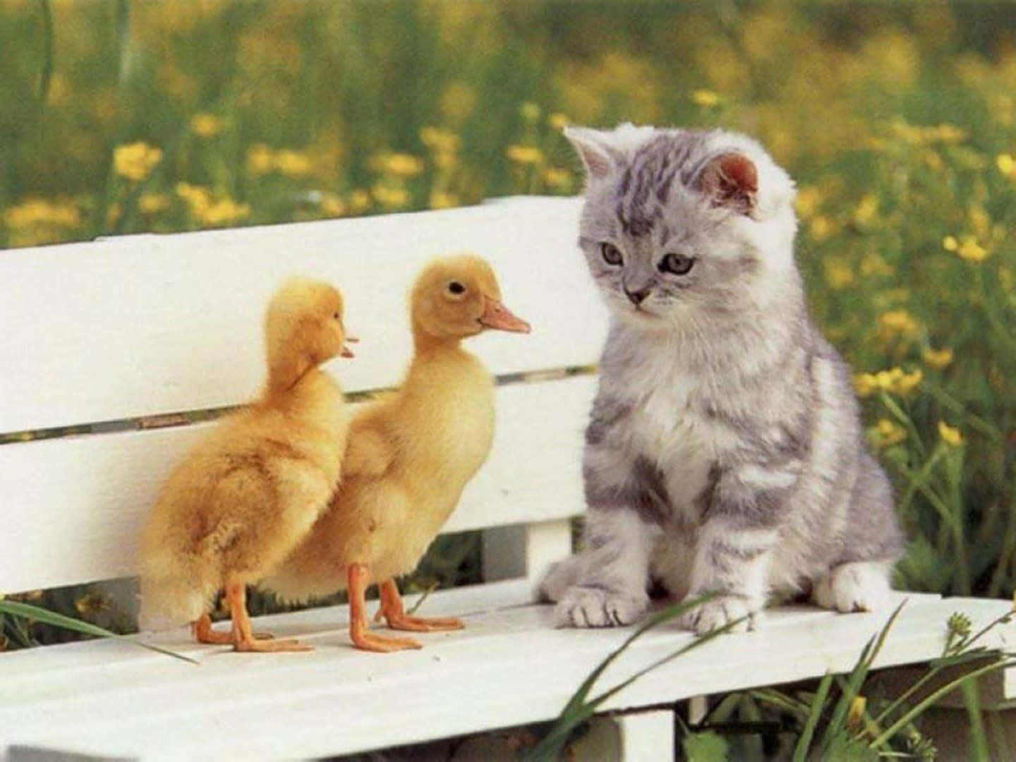 Cute Duck 桌布 壁紙 — 一隻毛茸茸的灰色小貓安靜地坐在白色長椅上，面向陽光普照的野花田中的兩隻黃色小鴨。