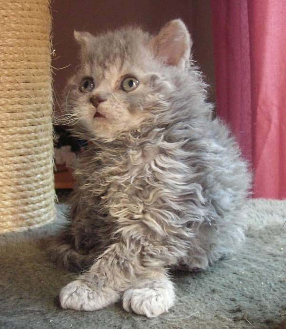 Selkirk Rex 桌布 壁紙 — 一隻毛茸茸的灰色小貓睜大眼睛，警覺地坐在舖有地毯的地板上，旁邊有一個繩製抓柱。