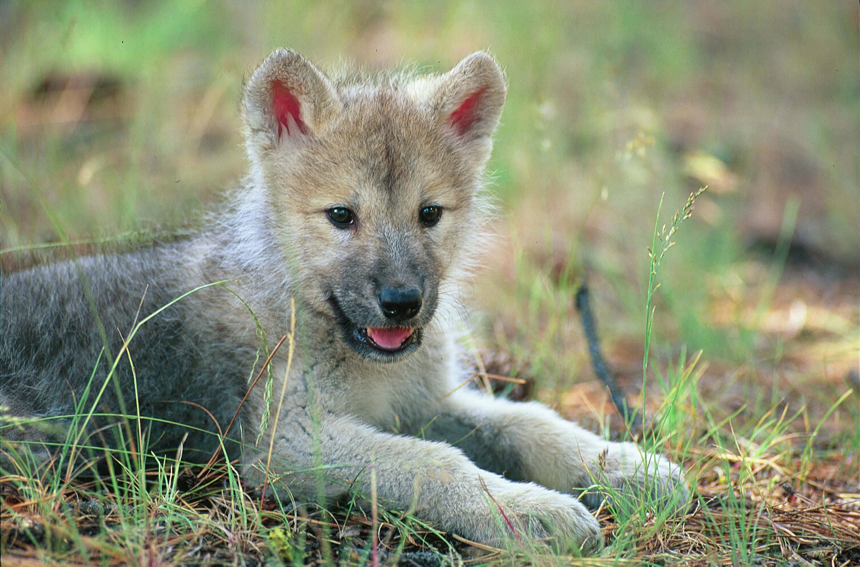Wolf Pup 桌布 壁紙 — 一隻毛茸茸的灰色狼崽，粉紅色內耳，躺在高高的草叢中，伸出舌頭，直視鏡頭。