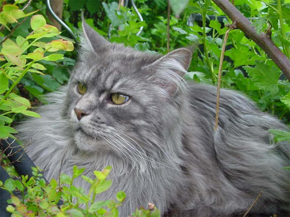 American Bobtail 桌布 壁紙 — 一隻毛茸茸的灰色緬因貓，擁有引人注目的黃色眼睛，在陽光普照的花園中，於充滿活力的綠色樹葉間休憩。