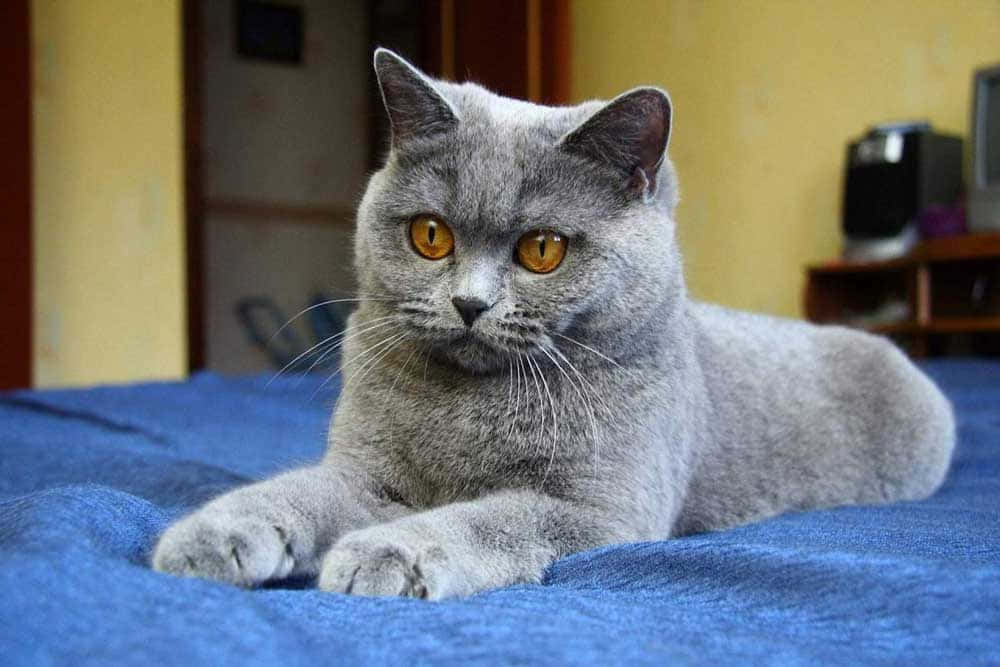 Chartreux 桌布 壁紙 — 一隻毛茸茸的灰色英國短毛貓，有著引人注目的琥珀色眼睛，在室內有紋理的藍色毯子上威風凜凜地躺著。