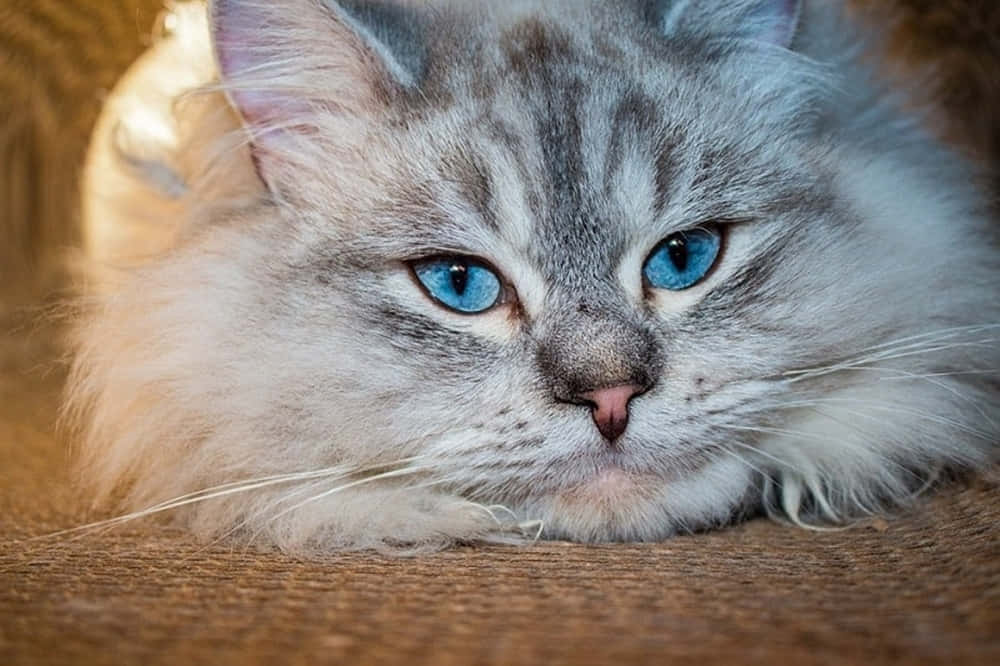 Siberian Cat 桌布 壁紙 — 一隻毛茸茸的灰色虎斑貓的特寫，擁有引人注目的藍色眼睛，在紋理表面上休息。