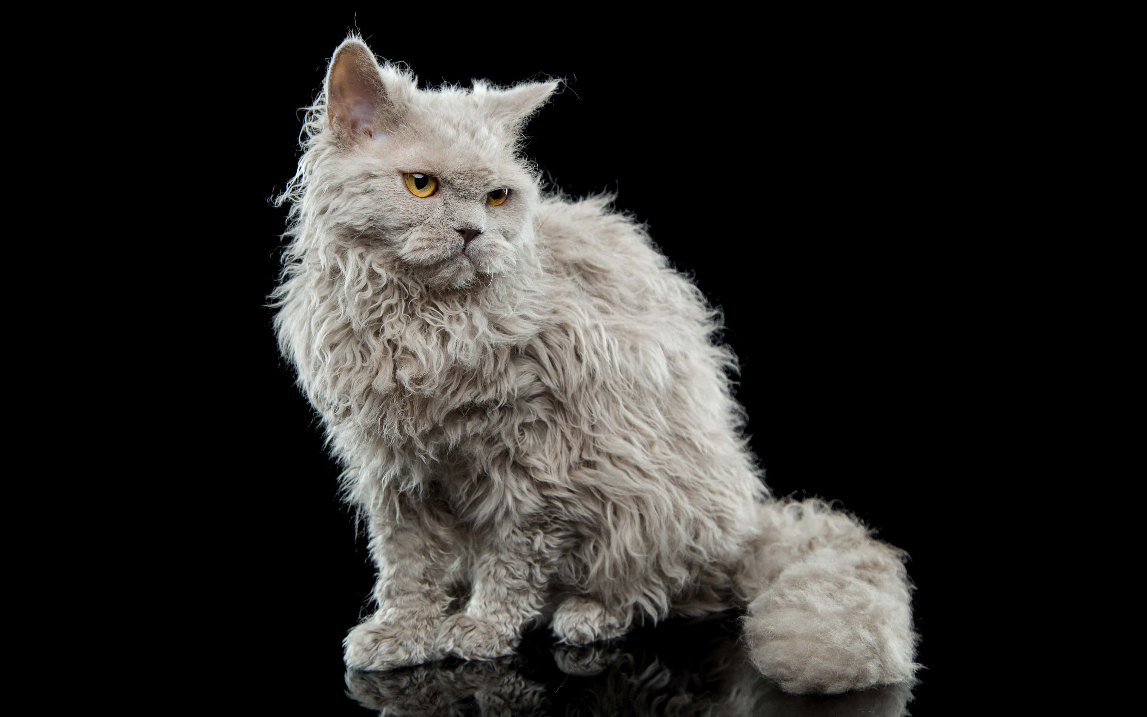 Selkirk Rex 桌布 壁紙 — 一隻毛茸茸的灰色貓咪，擁有強烈的黃色眼睛，威嚴地坐在反射表面上，背景是純黑色。
